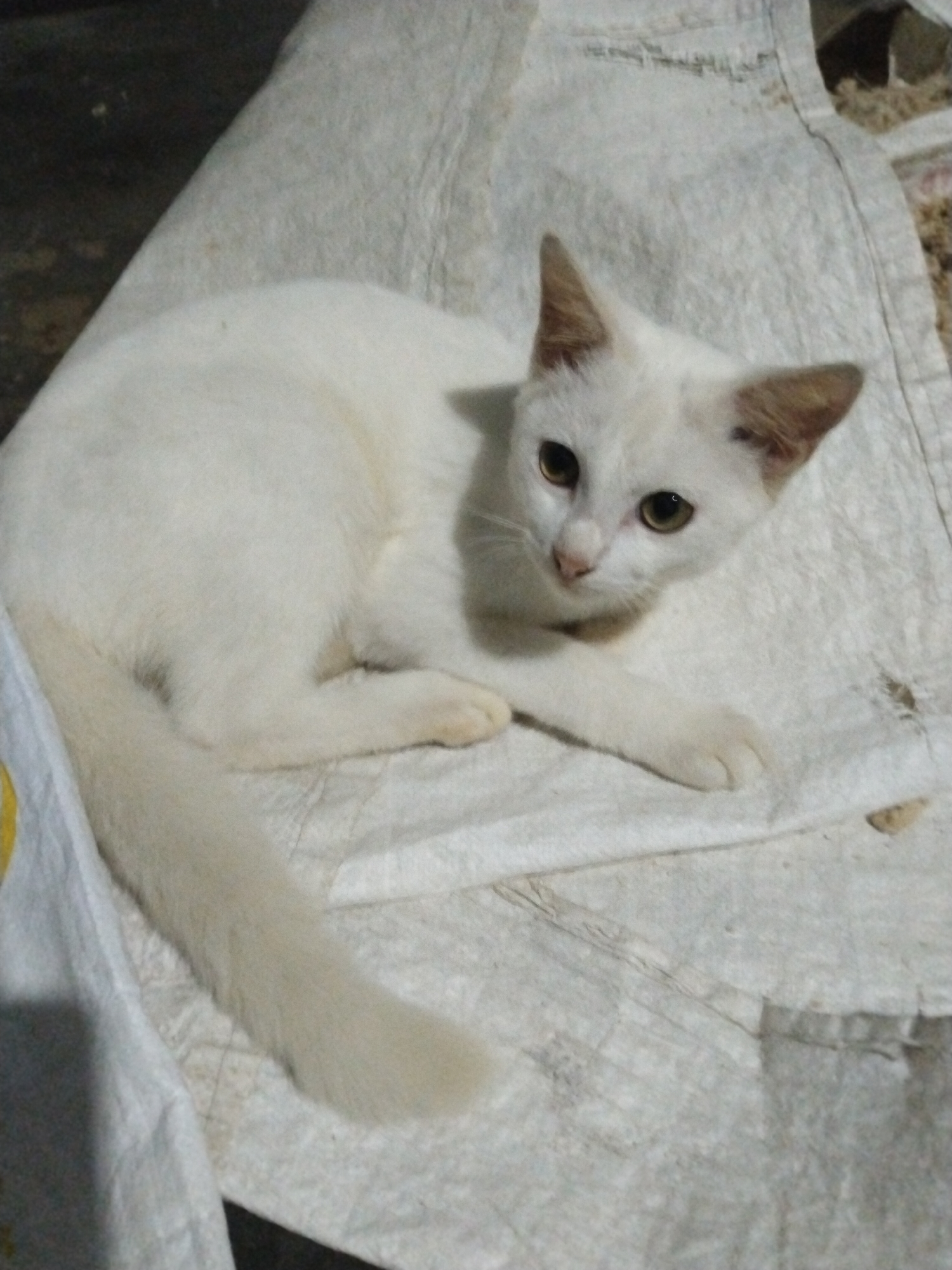 A white cat is lying on a white cloth surface. The cat has golden eyes and light brown ears. The background is dark, suggesting the scene is indoors. The location is Unknown, Unknown.