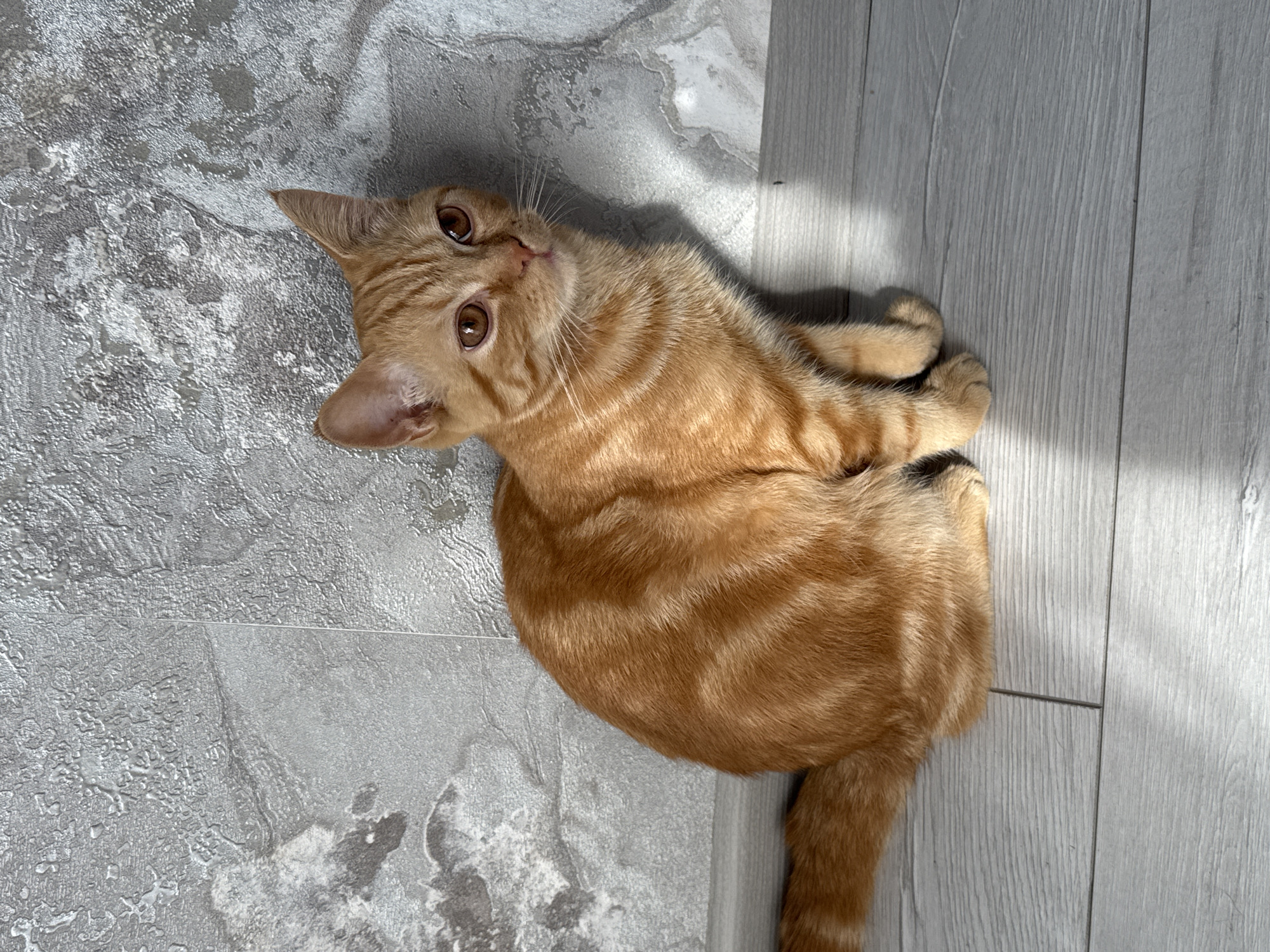 An orange tabby cat lies on a gray floor. The floor is made of two different materials: one appears to be textured and possibly metallic, the other consists of gray planks that resemble wood. The cat is curled up, with its head turned upwards to the left, looking at the viewer. Its tail extends downward. A patch of sunlight falls on the floor to the right. The location is Chaikovsky, Russia.