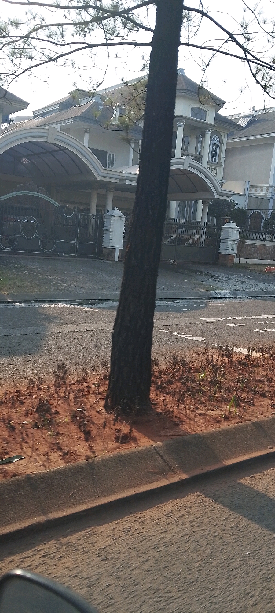 The image shows a street-level view of a residential area in Gunung Putri, Indonesia, with a large house and a tree in the foreground. The house appears to be a multi-story, modern structure with a complex roofline and large windows. A black wrought-iron gate and a covered carport are visible in front of the house, leading to a paved driveway. The house is flanked by fences and decorative pillars. A tall, dark tree trunk dominates the center of the foreground, with branches extending across the top of the image, obscuring parts of the sky and the house. The ground in front of the house consists of paving stones, and a road is visible in the lower half of the image, with a concrete curb separating it from the grass and dirt area where the tree is located. The lighting suggests it is daytime, possibly late afternoon, with long shadows cast across the road and the ground. There are no people clearly visible in the image, although there might be a small animal or object on the driveway. The overall impression is one of a well-maintained, affluent residential property.