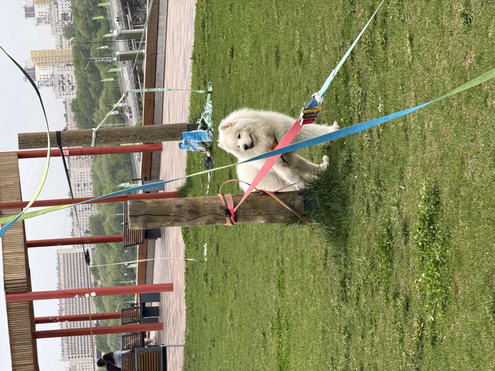 A medium-shot photograph, rotated ninety degrees, depicts a white Samoyed dog sitting on green grass in a park. The dog has a red and orange harness and is surrounded by several blue, green, and red straps or lines tied to nearby wooden posts. One wooden post is directly next to the dog.
In the background, there are buildings that identify the location as Nizhny Novgorod, Russia. A covered walkway with red metal beams and a wooden roof structure is visible on the left side of the image. Park benches are positioned under the structure.
A person is faintly visible sitting on a bench, and they appear to be looking towards the dog. The sky is overcast, suggesting daytime conditions. The grass is lush with some patches of weeds.