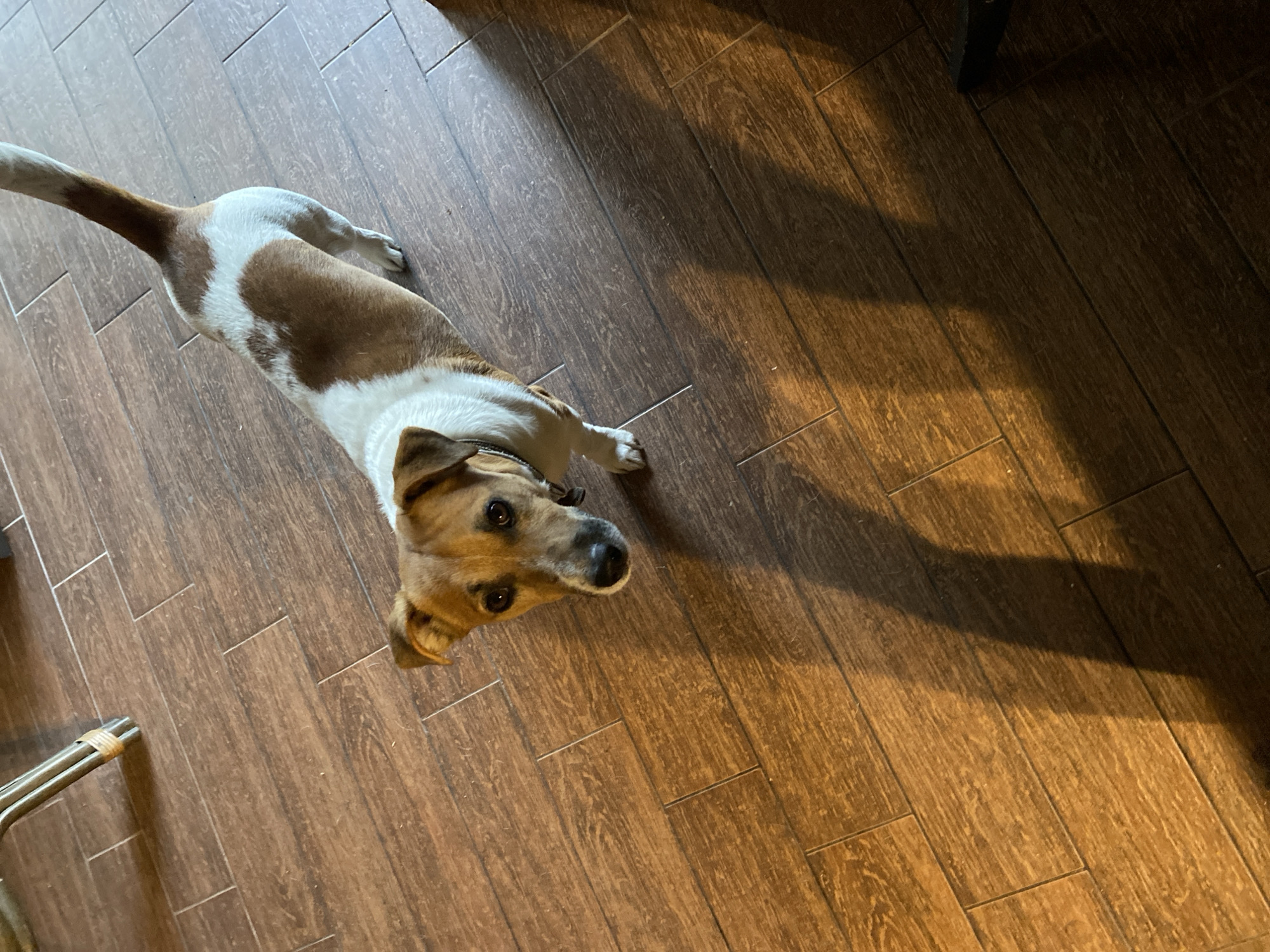 A medium shot captures a Jack Russell Terrier from a high angle, standing on a wooden floor. The dog, predominantly white with brown patches, faces the camera with a curious expression, its head tilted slightly. The floor, made of dark wood planks, exhibits a distinct grain pattern and is illuminated by warm lighting, casting long shadows to the left of the dog. The environment suggests an indoor setting, possibly a home or a commercial space with a rustic aesthetic. There is no indication of the specific location in Saint Petersburg, Russia.