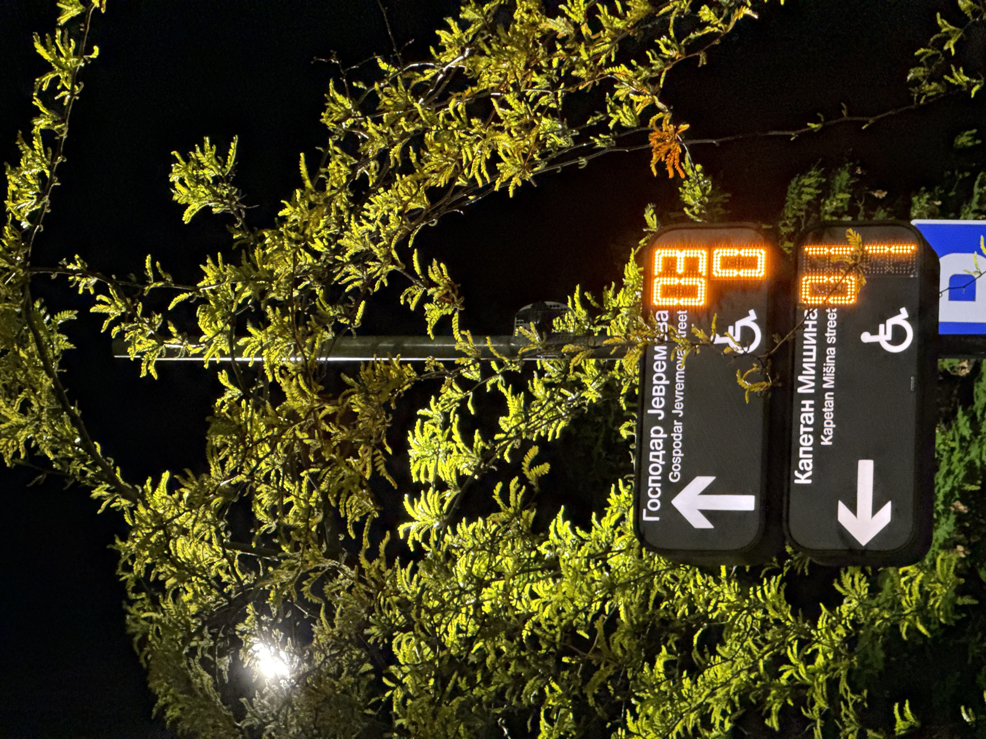 Illuminated street signs in Belgrade, Serbia, are prominently featured against a dark night backdrop, framed by foliage. The signs indicate directions, with "Господар Јеврем" (Gospodar Jevremova Street) pointing left and "Капетан Мишина" (Kapetan Mišina Street) pointing down, each accompanied by a wheelchair symbol. LED displays above each sign exhibit "03." Foliage, illuminated, flanks the signs, contrasting with the surrounding darkness.