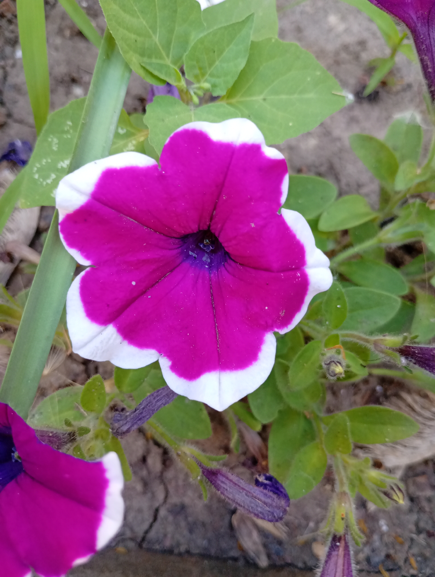 A single pink and white petunia flower is in focus, centered in the frame. The petals are a vibrant pink with a crisp white border. The center of the flower is a deep purple. The flower is surrounded by green leaves, some of which are slightly blurred. In the foreground, to the bottom left and right, parts of two other petunia flowers are visible, one predominantly pink and white and the other a deep purple. The background consists of soil and some dried plant matter. The scene appears to be outdoors in a garden setting. There is no indication of the city of Avanhard, Ukraine in the image.
