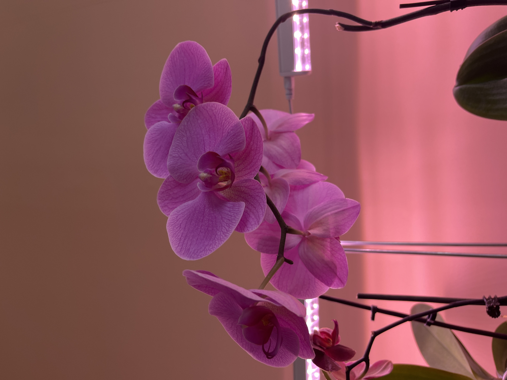 A close-up photograph features a cluster of vibrant purple orchids in bloom. The flowers are the focal point, with several blossoms fully open, displaying the intricate details of their petals. A plant light is visible nearby, casting a strong, direct light on the orchids. The stems of the orchid plant are dark brown and angled across the frame. In the background, there is a pinkish hue, which appears to be a wall or backdrop that is illuminated by the plant light. The lighting and close proximity to the subject suggest an indoor environment, likely within a home or a horticultural setting.