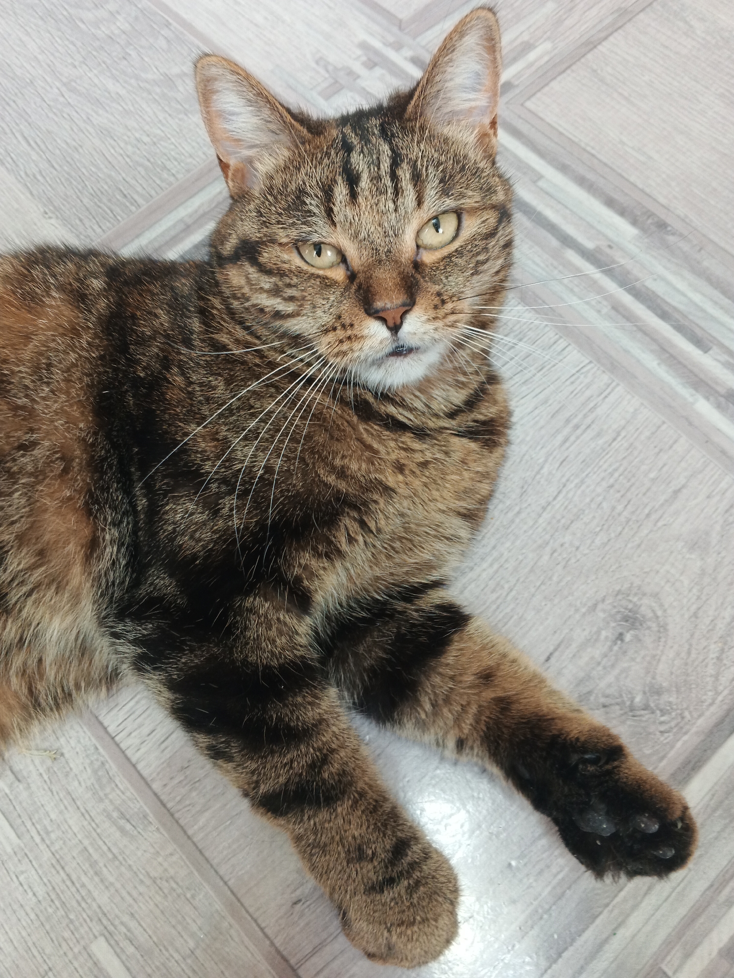 A tabby cat is lying on a light-colored floor with a wood-like pattern. The cat is facing the camera with its body angled to the left. Its fur is a mix of brown, black, and tan stripes. The cat has yellow eyes and white whiskers. Its front paws are extended forward.