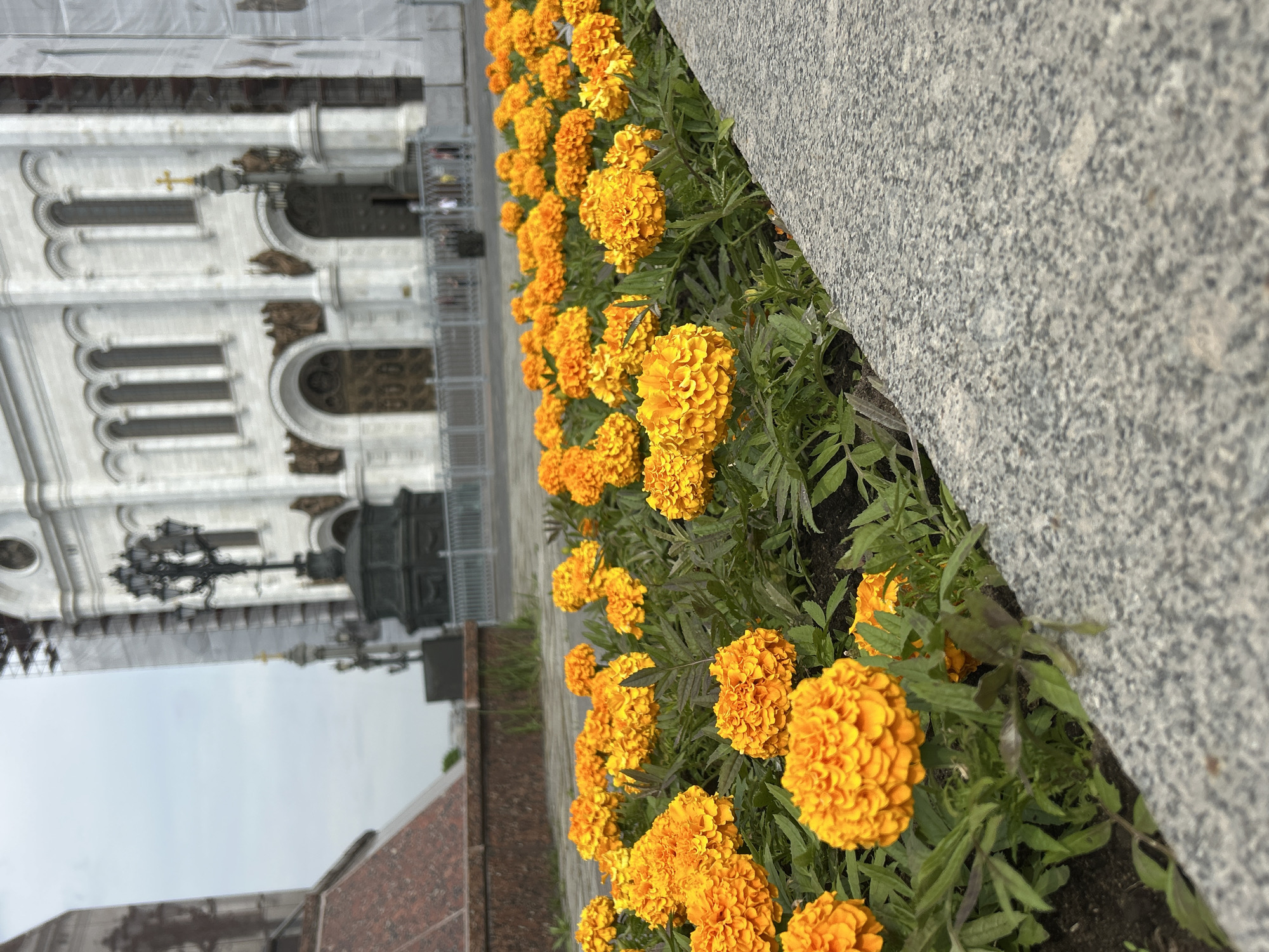 The image shows a flower bed of orange marigolds adjacent to a gray stone wall. In the background, blurred and partially visible, is a large, ornate white building, likely a cathedral, with visible architectural details such as arches, columns, and decorative elements. A black lamppost stands in front of the building. The sky is overcast. The image appears to be taken at ground level. The location is the Cathedral of Christ the Savior in Moscow, Russia.