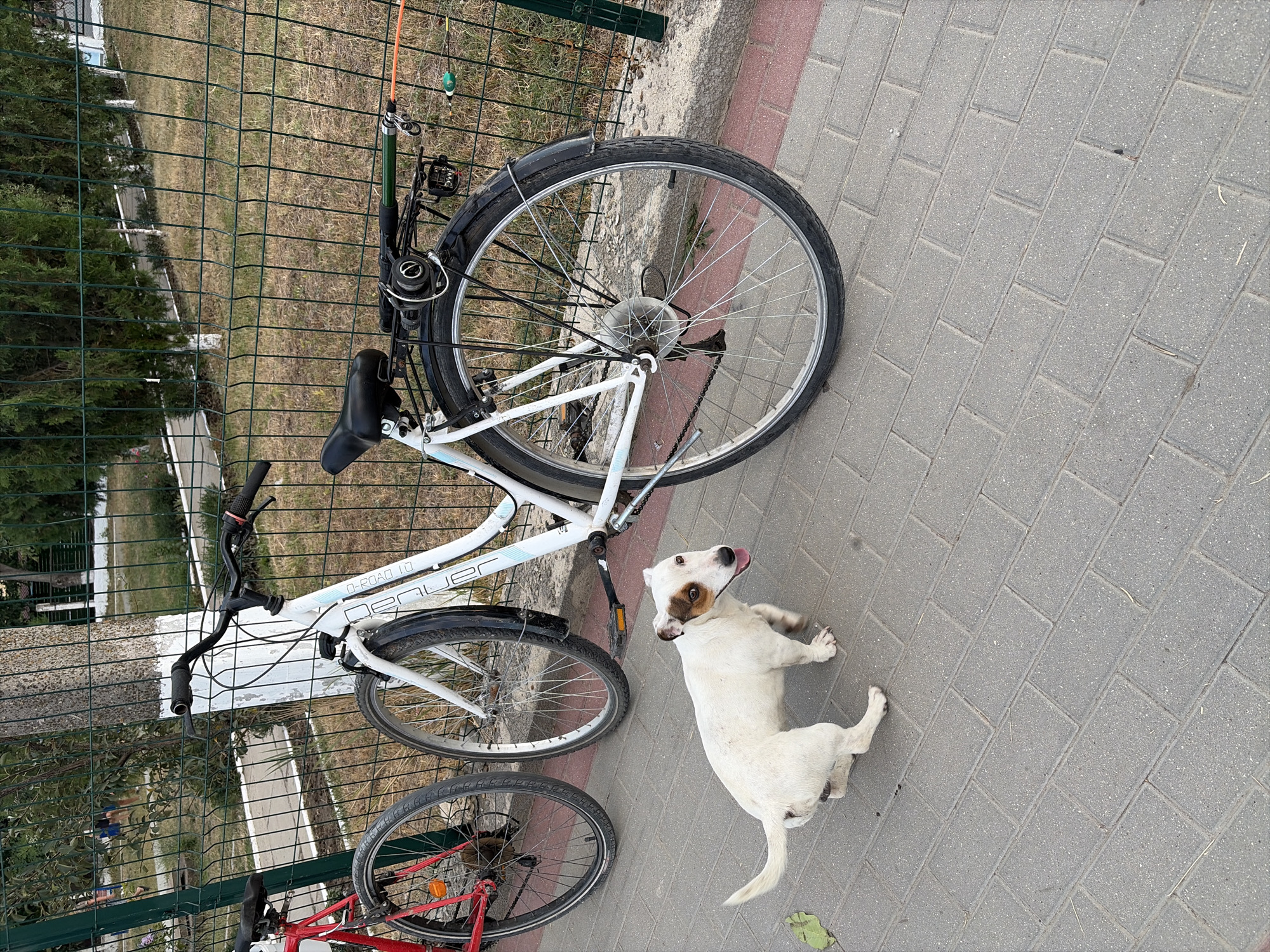 In Oxentea, Moldova, a small, white dog with brown markings on its face and ears stands on a paved walkway next to two bicycles. The bicycle on the left is red and partially visible, while the bicycle on the right is white and more prominently featured. The white bicycle has a black seat, a rear rack, and a fishing rod attached to its handlebars. Both bicycles are parked near a green metal fence. The background shows trees and dry grass. The walkway is made of grey pavers with some red accents. The dog is looking towards the right side of the frame with its tongue slightly out.