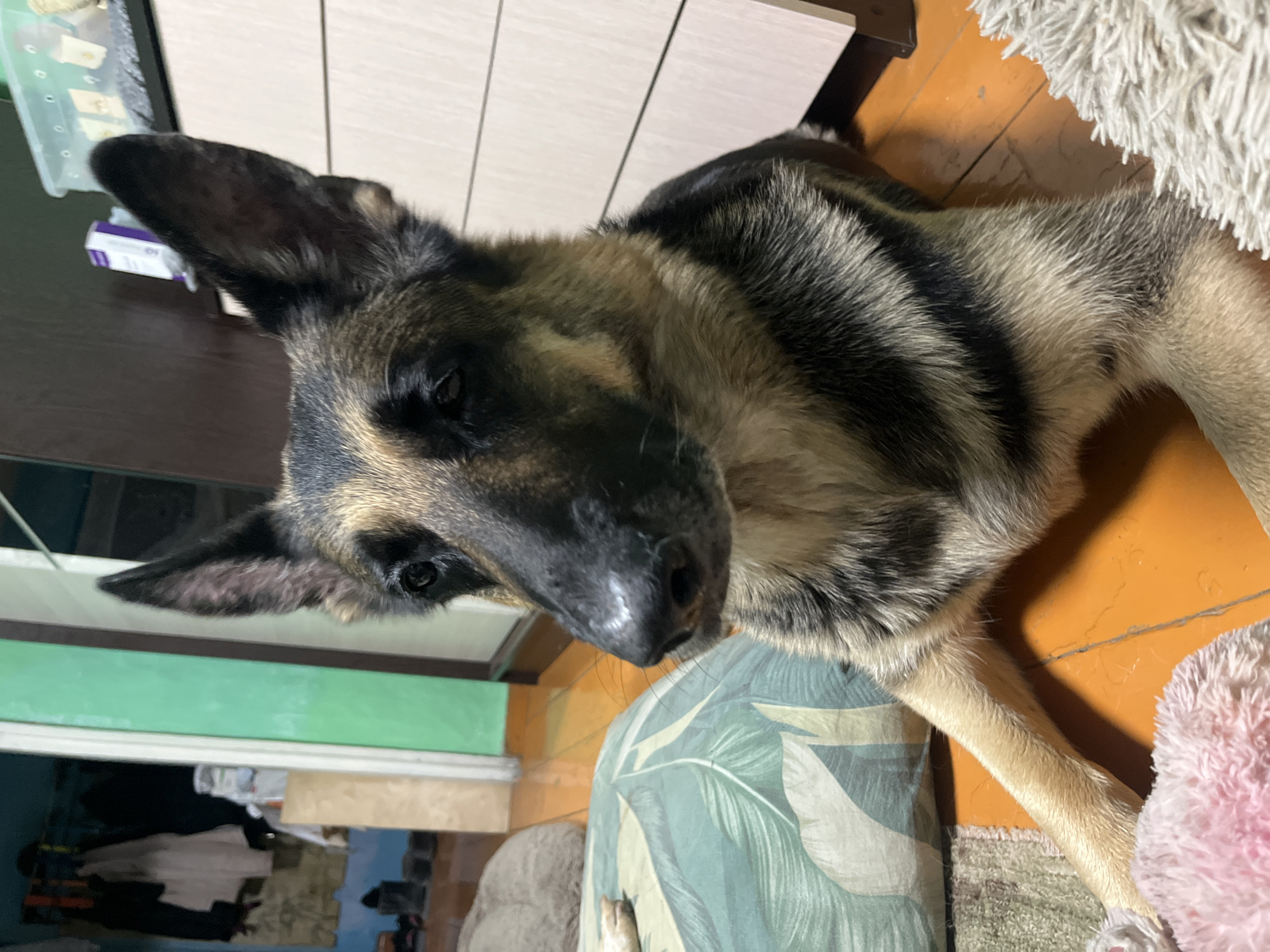A German Shepherd dog is lying on an orange wooden floor, with its head turned to the left. The dog's fur is a mix of black, tan, and brown. In the background, there is a green door, a wardrobe, and a pillow with a leaf pattern. The lighting is dim, suggesting it is indoors. The image does not contain any information indicating its location in Nizhny Tagil, Russia.