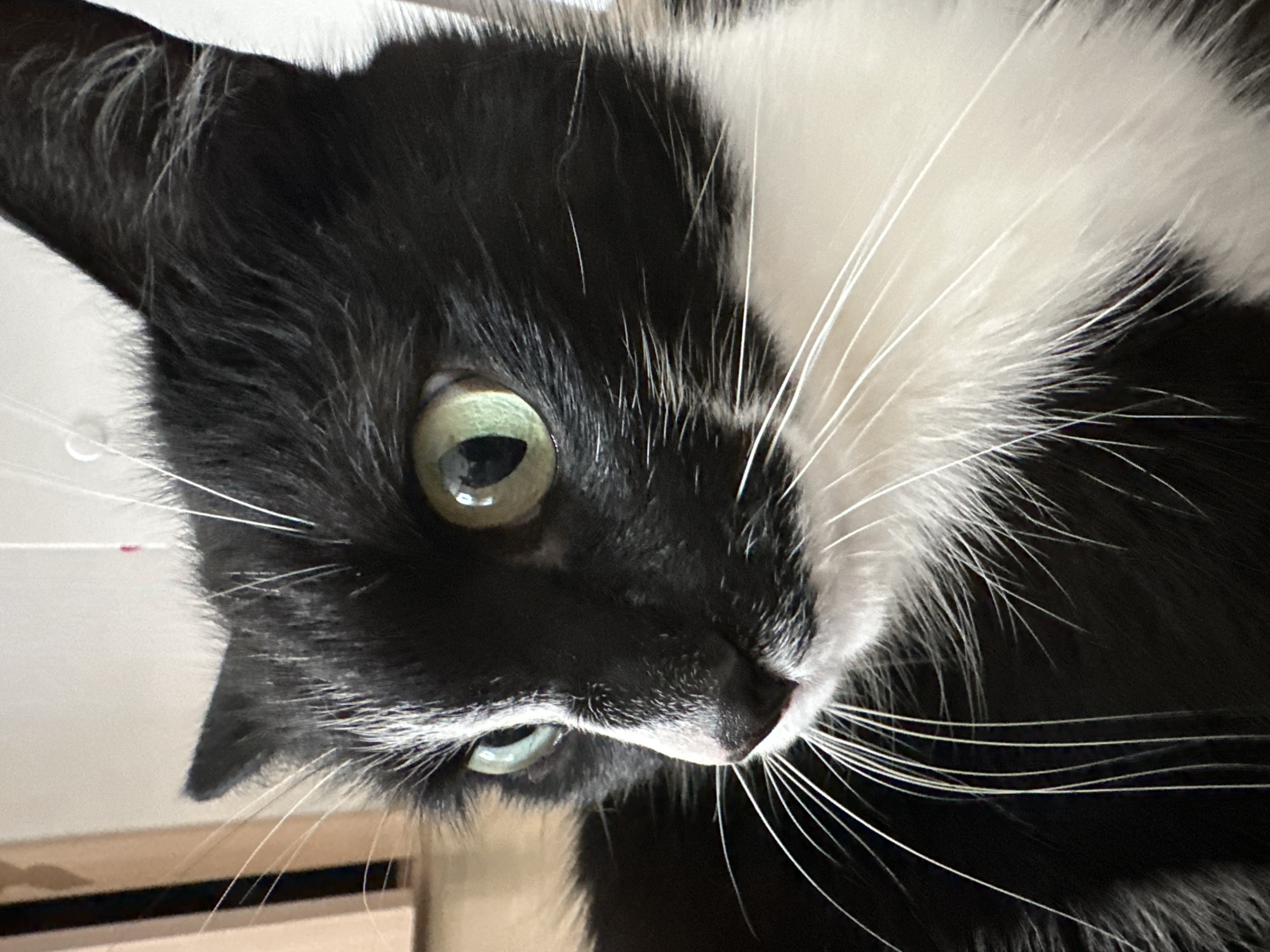 A close-up, waist-up, eye-level indoor shot captures a black and white cat with striking green eyes, looking to the left. The cat's fur is predominantly black, with a white chest and muzzle. Its whiskers are long and white, fanning out from its muzzle. The background is out of focus, showing a light-colored wall and a hint of wooden furniture. The image does not contain any information or elements that would allow for the determination of its location in the city of Yekaterinburg, Russia.