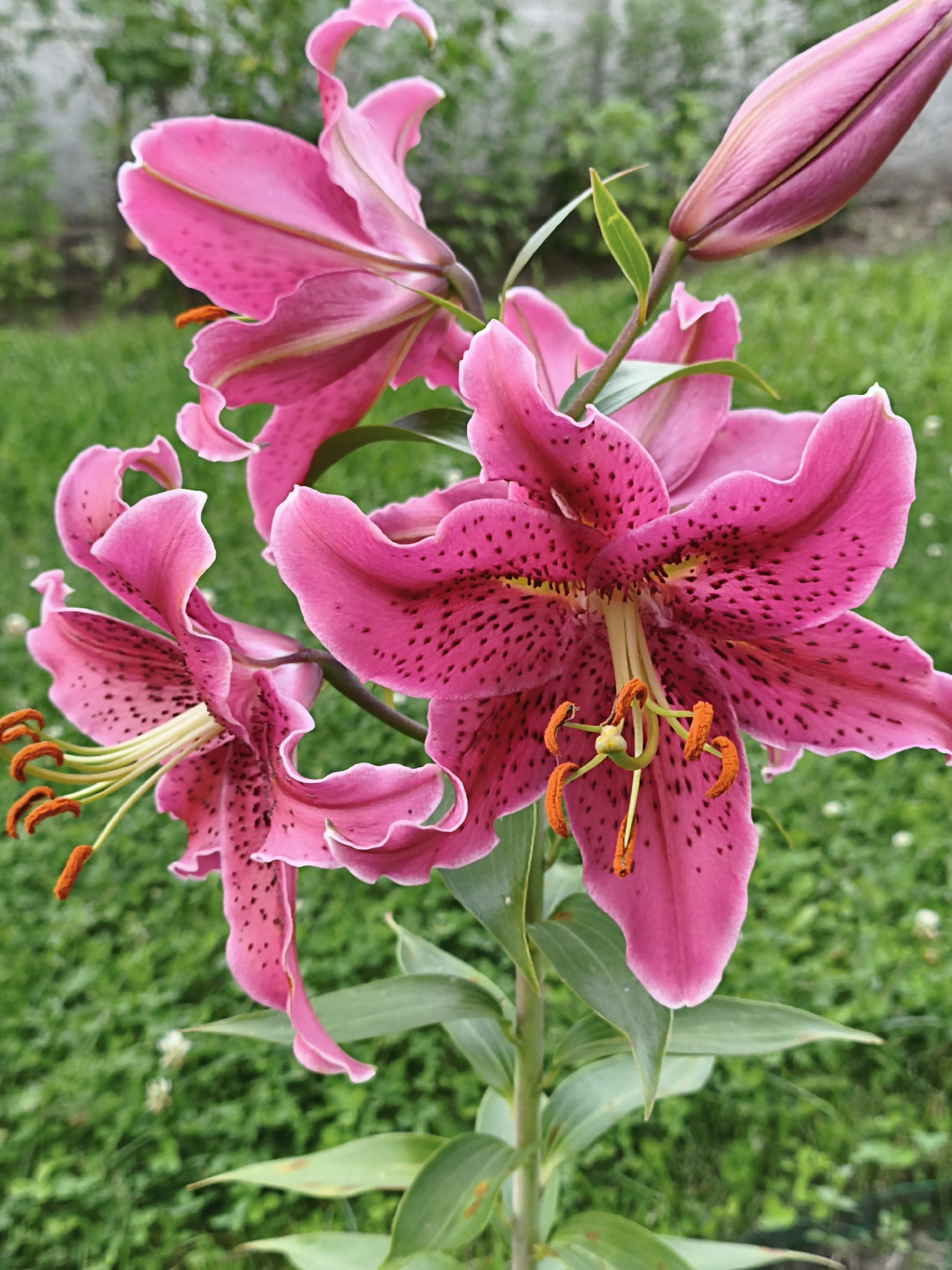 A close-up, vertical shot captures a cluster of vibrant pink lilies in bloom, set against a blurred green background of grass and foliage. One prominent lily, fully open, dominates the center of the frame, its petals speckled with dark spots. To its left, another lily is also open, with a bud beginning to unfurl above and to the right of the central flower. The lilies have distinctive orange stamens tipped with pollen. The lighting suggests an overcast day or shaded area, with soft illumination. The overall scene is natural and unposed, likely an outdoor garden. The location is identified as Prysbytskaŭski sielski Saviet, Belarus.