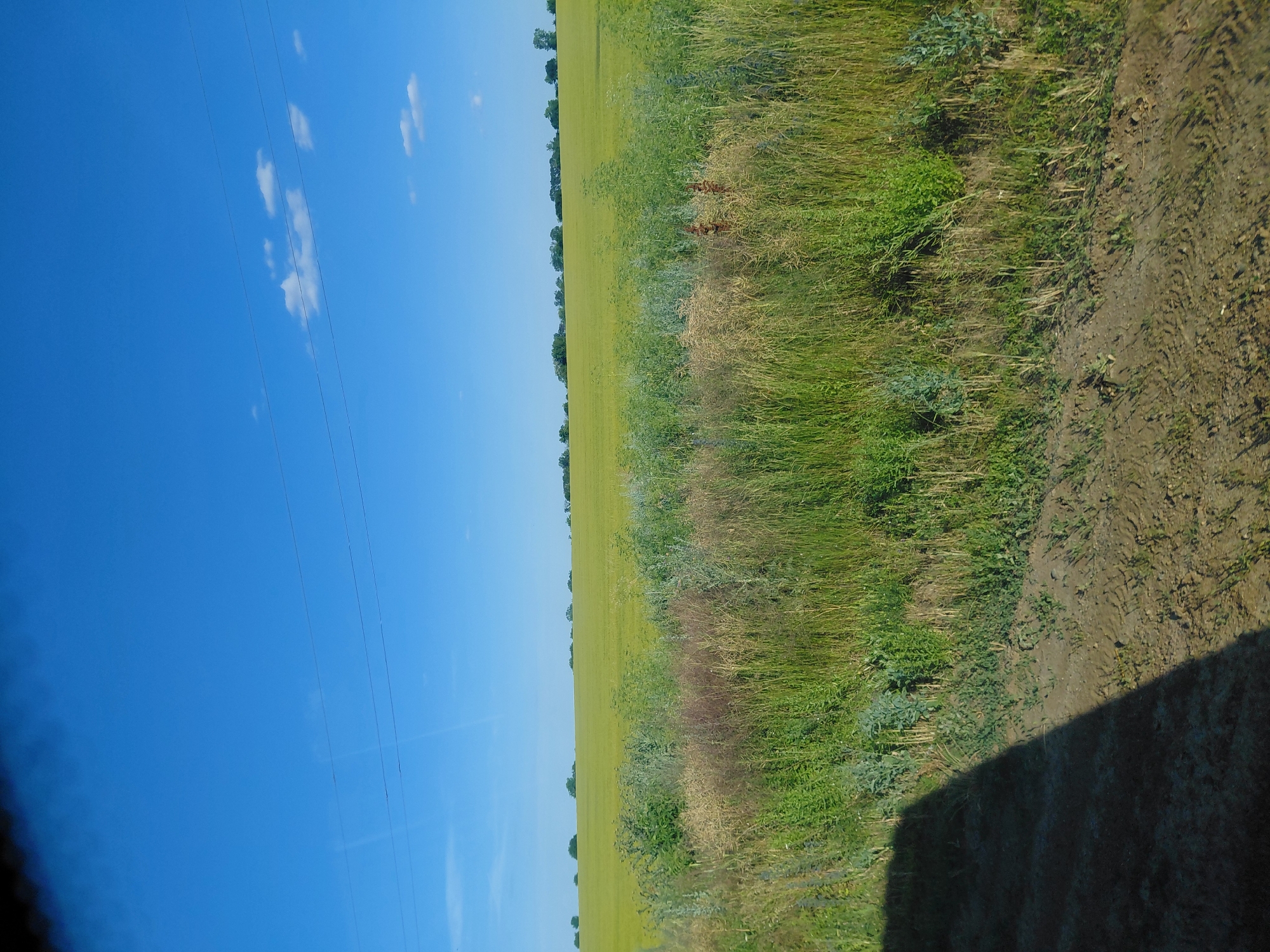 This is a vertically oriented, eye-level photograph of a rural landscape in Myrne, Ukraine. The scene is divided into three distinct horizontal bands. The left third of the image is a vast expanse of clear, bright blue sky with a few scattered white clouds. Three thin, dark power lines are visible, stretching diagonally across the sky from the bottom left towards the top right.
The middle section of the image is a vibrant green field, likely crops, that stretches horizontally towards the horizon. A line of dark green trees forms the boundary of the field in the distance. Adjacent to this field, along the right side of the image, is a strip of wilder vegetation, featuring tall grasses and a mix of green and brown foliage, with some lighter green bushes interspersed.
The far right of the image is a dirt path, appearing somewhat muddy in places, with visible tire tracks. A dark shadow, cast by an unseen object, diagonally bisects the lower right portion of the image, obscuring part of the dirt path and vegetation. The lighting suggests it is daytime, likely a sunny day with a slight breeze causing the grasses to sway. The scene evokes a sense of open space and natural beauty, characteristic of a rural Ukrainian setting. There is no visible text in the image.