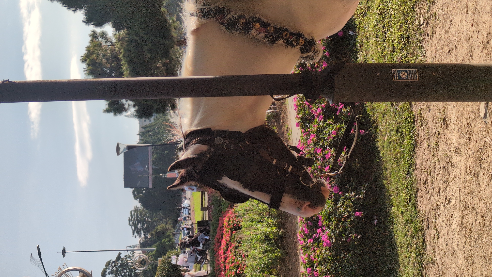 A piebald horse is tethered to a dark grey metal pole in a park. The horse has a black and white patterned face and is wearing a dark brown bridle. A festive, sequined garland is draped around its neck. In the background, there is a profusion of pink flowers and green foliage. Further back, people are visible in the distance, some seated on benches and others walking, with motorbikes and cars on a road. A large screen displaying an image is also visible, along with lampposts and trees characteristic of Da Lat, Vietnam's park environment. The ground in the foreground is dirt and gravel. The sky is clear blue with a few wispy clouds.