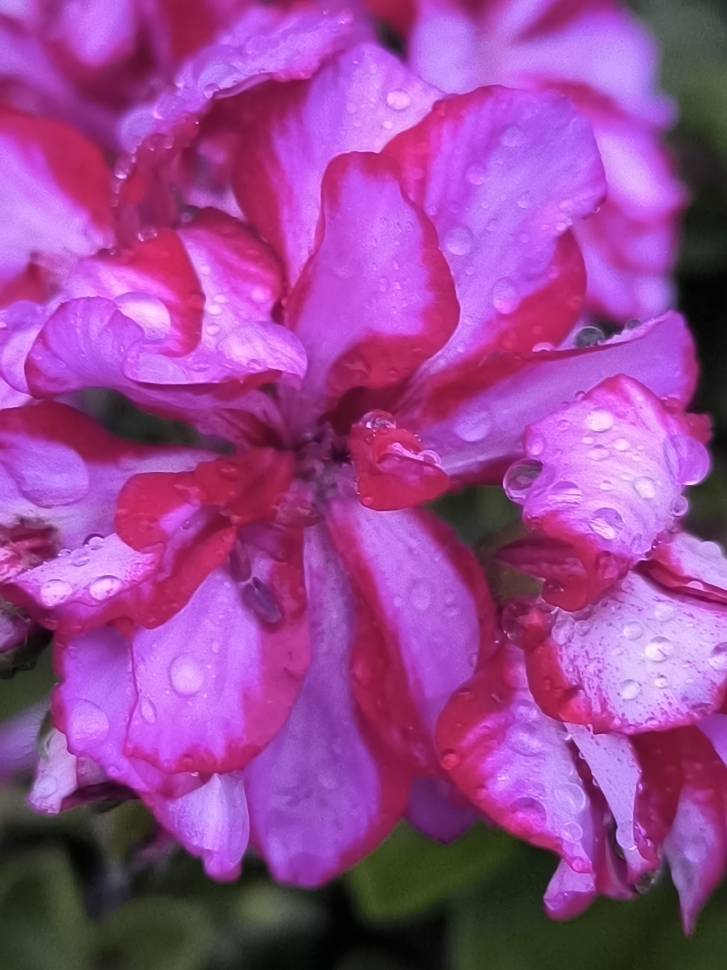 A close-up, eye-level, vertical shot captures a cluster of pink and magenta flowers, possibly geraniums, with dew drops clinging to their petals. The flowers are in focus, with a dark green, out-of-focus background. The lighting is soft and natural. There are no people or buildings visible, and the scene appears to be in a garden or natural outdoor setting. The location of Dercekliai, Lithuania is not discernible from the image.