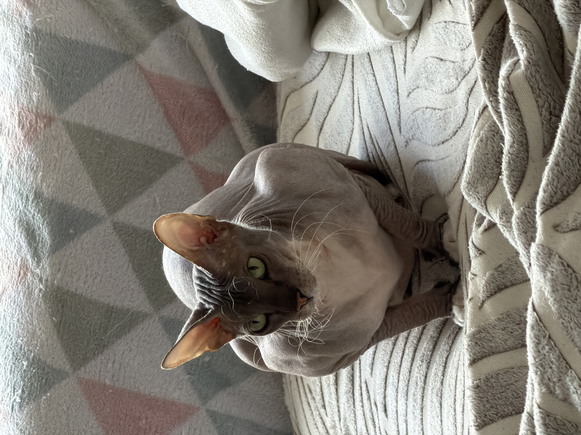 A light gray Sphynx cat with prominent ears and bright green eyes is sitting on a textured blanket. The cat is facing the viewer, with its body slightly turned to the left. Its skin has a wrinkled appearance, characteristic of the breed. The background consists of a patterned blanket with geometric shapes in shades of gray, white, and pink. To the right of the cat, a folded white towel or blanket is visible. The lighting suggests an indoor environment, possibly a home setting. The image does not contain any information that would allow for pinpointing its location in Izhevsk, Russia.