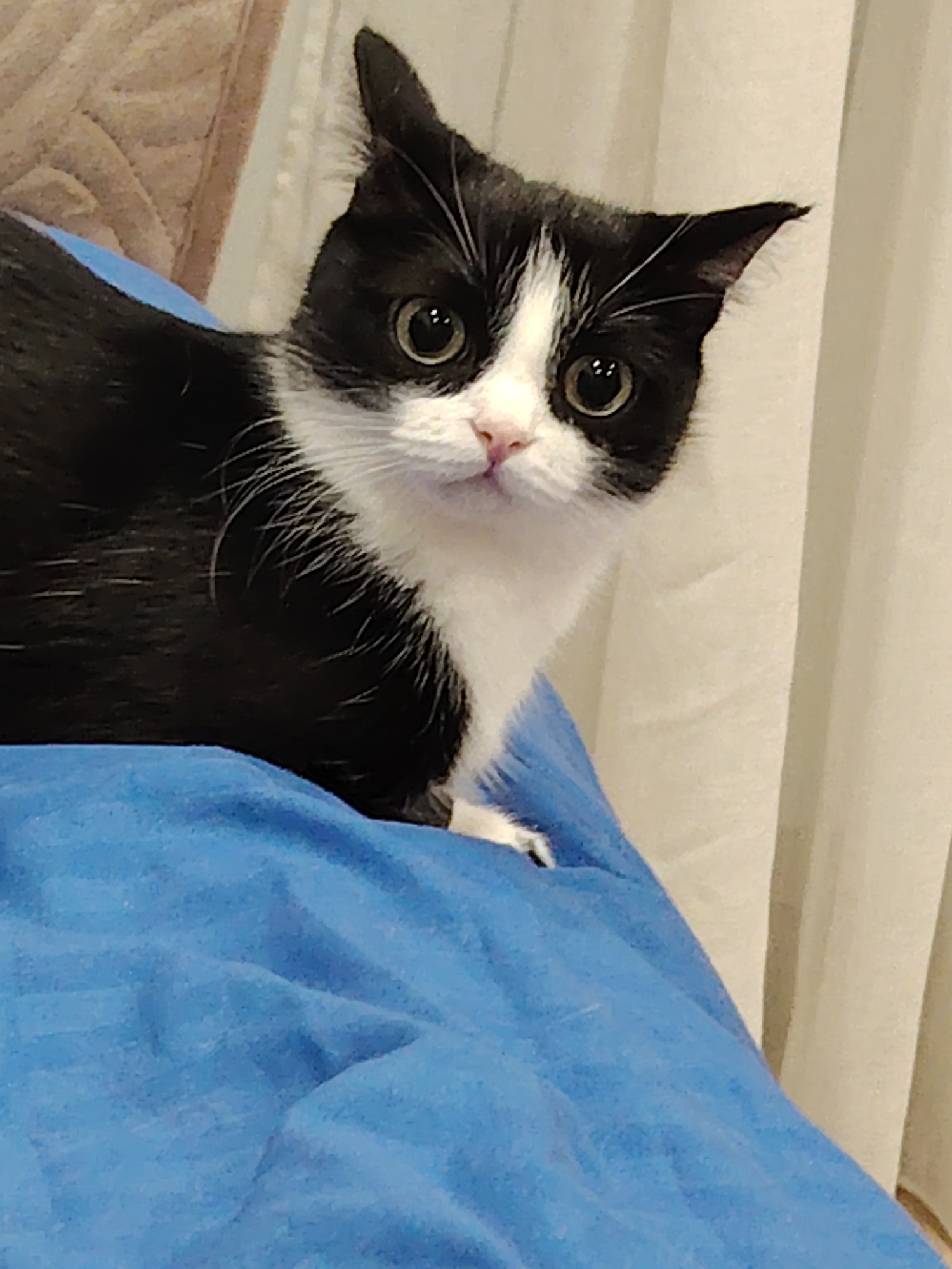 A close-up shot shows a black and white cat with large, round eyes perched on a blue surface. The cat's face is mostly white, with a pink nose and black markings around the eyes and ears. Its ears are pointed and slightly angled. The cat's fur appears soft, with some white whiskers visible. The background is blurry, but it seems to include a neutral-colored wall and a curtain. The exact location is Unknown, Unknown.