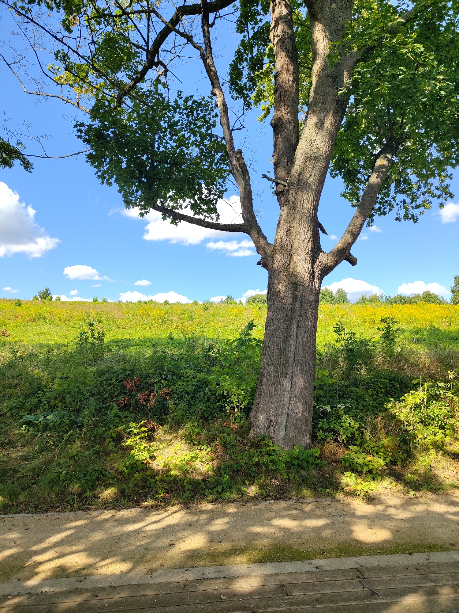 In the city of Dobiegniew, Poland, a large tree stands prominently in the foreground of the image, its thick trunk splitting into multiple branches that reach towards a vibrant blue sky dotted with fluffy white clouds. The tree is positioned on the left side of the frame, casting dappled shadows on a sandy path in the lower part of the image.
Beyond the tree, a sun-drenched meadow stretches out, a vivid expanse of green grass interspersed with patches of yellow wildflowers. The meadow slopes gently upwards, meeting a line of trees in the distance that forms the horizon. The environment appears to be a park or a natural area, characterized by its lush vegetation and open sky. No people or animals are visible in the scene.