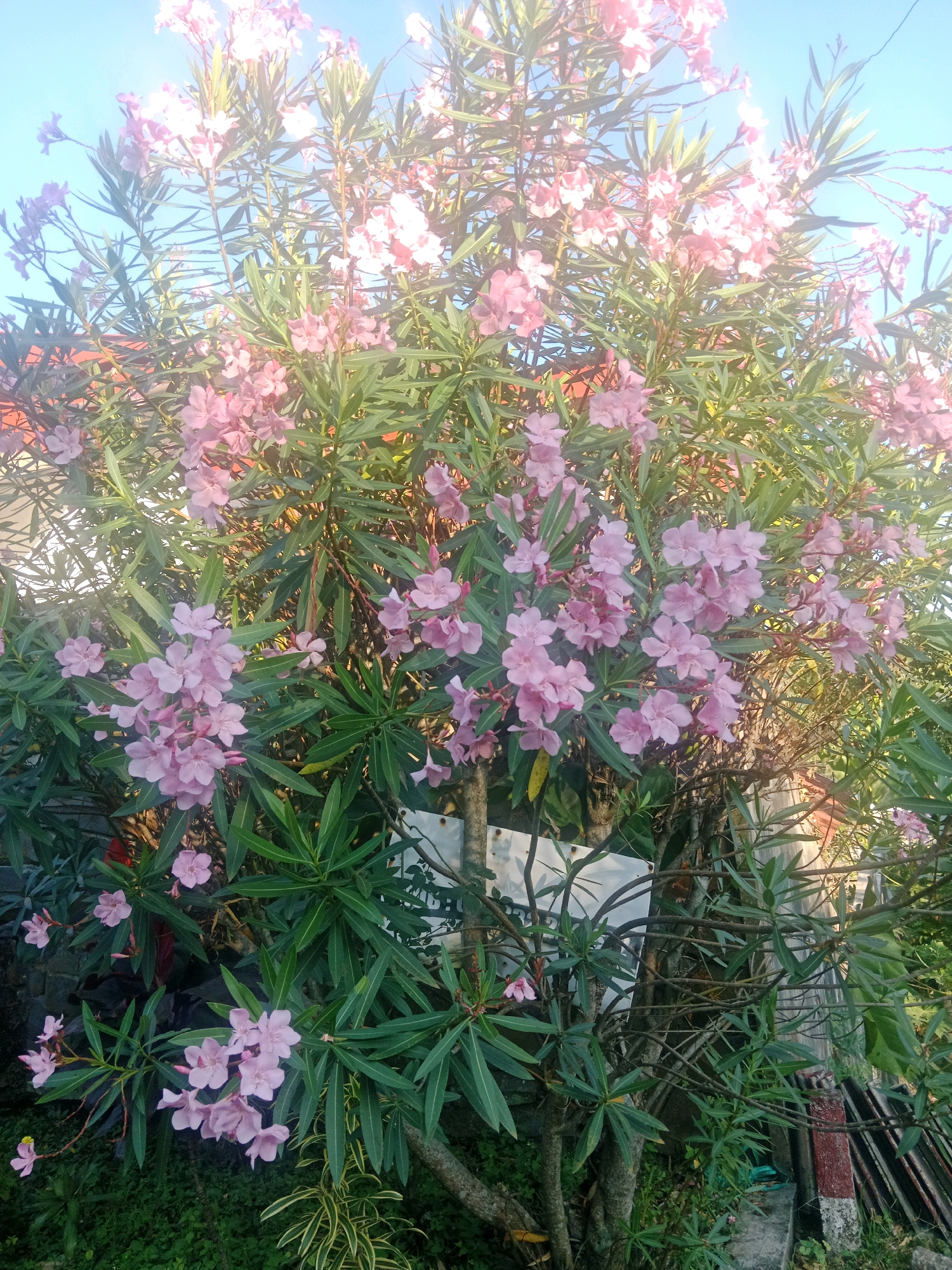 A full shot captures a large oleander bush laden with numerous pale pink flowers and dark green, lance-shaped leaves. The bush is situated in an outdoor environment, with a blue sky visible at the top and a hint of a reddish roof and a wooden fence or structure in the background. The foreground shows more of the bush's trunk and branches, along with some ground cover and a section of a concrete structure. The scene appears to be a residential or garden area in Prigen, Indonesia. There are no people or animals present in the image, and no discernible actions or interactions are taking place. The lighting suggests it is daytime, possibly morning or late afternoon due to the angle of the sun.