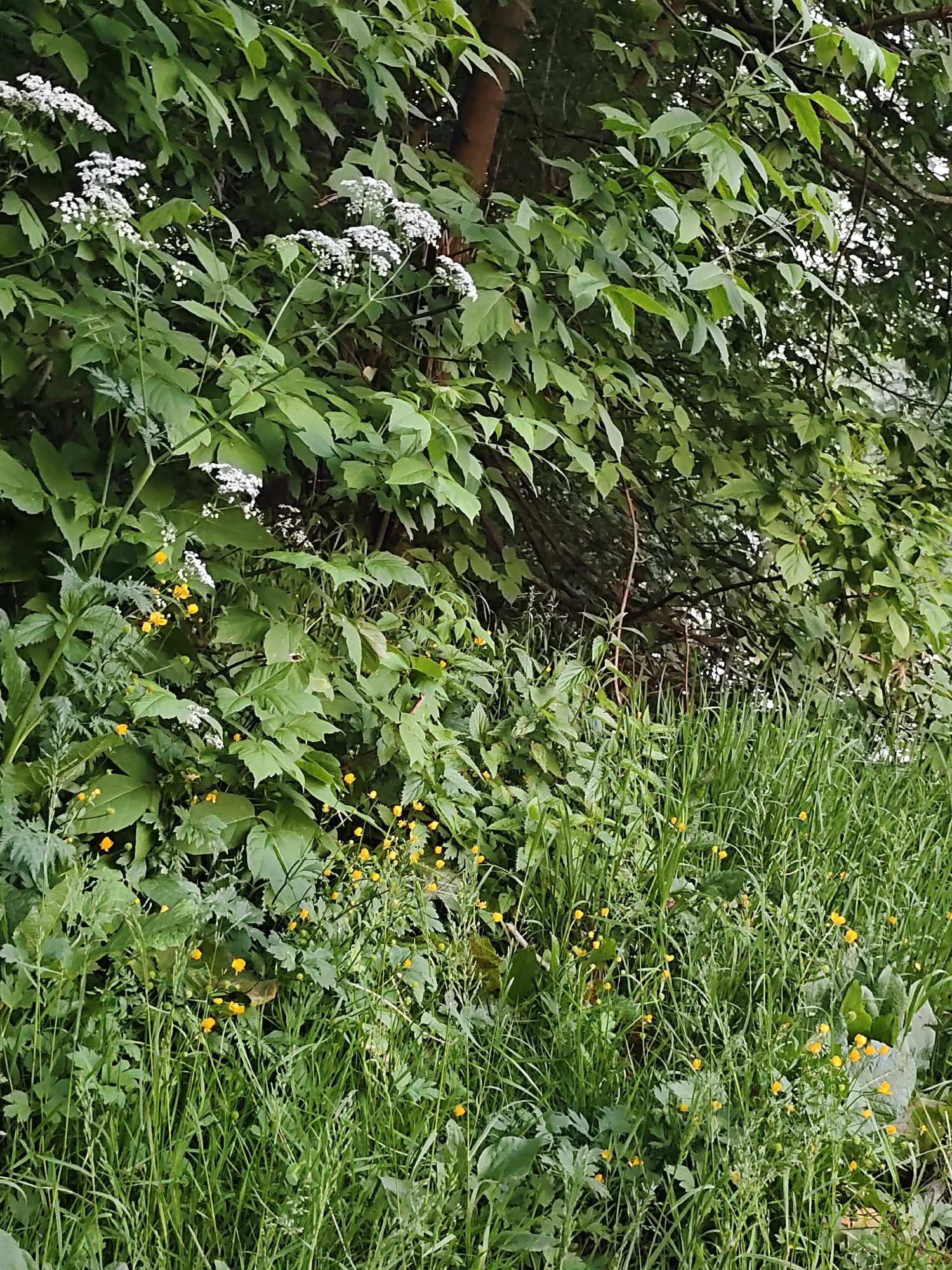 The image depicts a dense natural landscape, identified as being located in Kratovo, Russia. The scene is dominated by lush green vegetation, primarily consisting of various plant species and foliage.
In the upper-left quadrant, and extending towards the center, are multiple clusters of small white flowers, characteristic of an umbellifer species, exhibiting an inflorescence structure with numerous tiny florets. These white flowers are interspersed among a dense canopy of green leaves.
Below and around these white flowers, and extending across the lower half of the image, is a vibrant mix of green plants. Scattered throughout this green ground cover are numerous small, bright yellow flowers, consistent with buttercup species. These yellow flowers appear at varying heights within the lower vegetation.
The foliage exhibits diverse shades of green, ranging from lighter lime greens to darker, deeper greens, indicating multiple plant types and varying light exposure. Some leaves are broad and ovate, while others are more finely lobed or serrated. In the background, particularly in the upper-middle and upper-right sections, darker tree trunks and branches are visible through the dense leaf cover, suggesting a wooded or heavily vegetated area.
The lighting is diffuse, indicative of an overcast sky or deep shade, resulting in soft illumination without harsh shadows. No human figures, animals, or man-made structures are discernible within the frame. The scene presents an uncultivated natural environment in a state of dense vegetative growth.