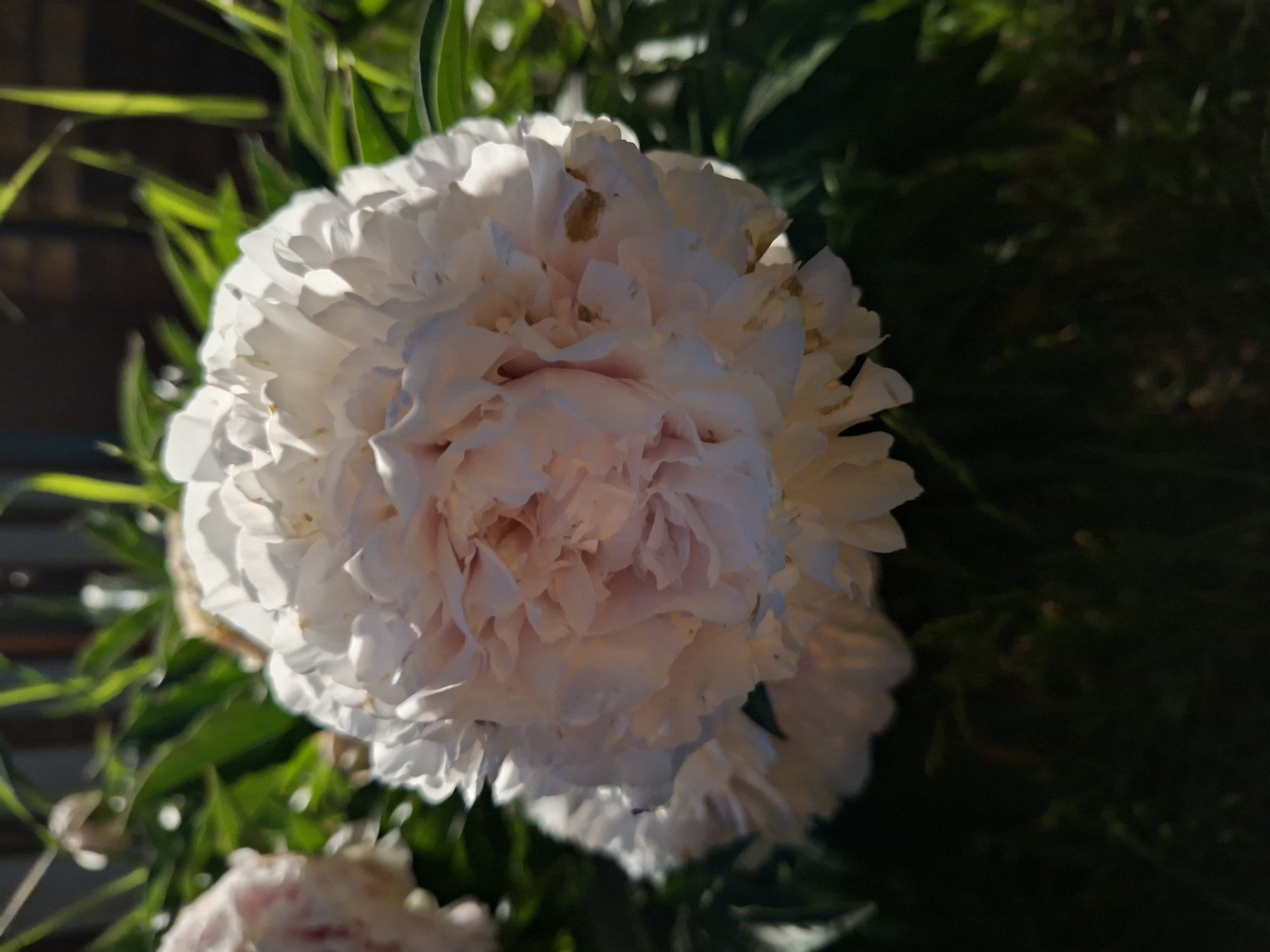 A close-up, eye-level, outdoor shot features a large, pale pink peony flower in full bloom, with its layered petals illuminated by bright sunlight. The flower is positioned in the center-right of the frame. To the left, a partially visible, lighter pink peony bud or bloom is out of focus. The background consists of blurred green foliage and vertical streaks of light, suggesting dappled sunlight filtering through leaves. A dark, out-of-focus foreground suggests a garden setting. There is no indication of the city of Votkinsk, Russia, nor any people or specific actions.