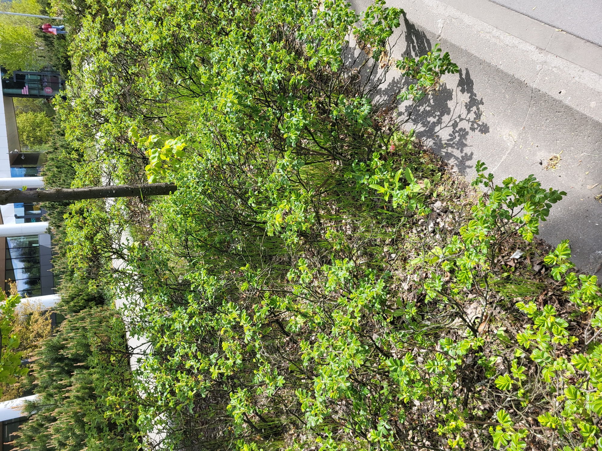The image displays an outdoor scene featuring lush green vegetation and urban infrastructure under bright daylight. A dense, low-lying hedge or row of bushes with vibrant green leaves occupies the majority of the foreground and midground. The foliage appears healthy and well-maintained, suggesting late spring or early summer.
To the right, a concrete sidewalk or curb runs diagonally, separating the greenery from a paved surface, likely a road or path. Strong, distinct shadows of the bushes and branches are cast upon this concrete area, indicating a sunny day with the sun relatively high in the sky.
In the background, on the left side of the image, modern buildings with large reflective windows are visible. These windows reflect the surrounding environment, including what appears to be a blue sky and other distant trees. A single, thin tree trunk stands vertically on the left, partially obscured by the bushes. Further back, a row of taller, possibly coniferous trees forms a dense green backdrop.
A person wearing a red top and blue bottoms is faintly visible in the far background, partially hidden by trees and standing near one of the buildings. No specific activity is clearly discernible, the scene appears to be a static landscape. Within a window of one of the distant buildings, a blurry red sign with light-colored text or numbers (possibly "361" or "24/7") can be observed, but it is not distinct enough to read clearly. The overall impression is one of a clean, bright urban or suburban environment.