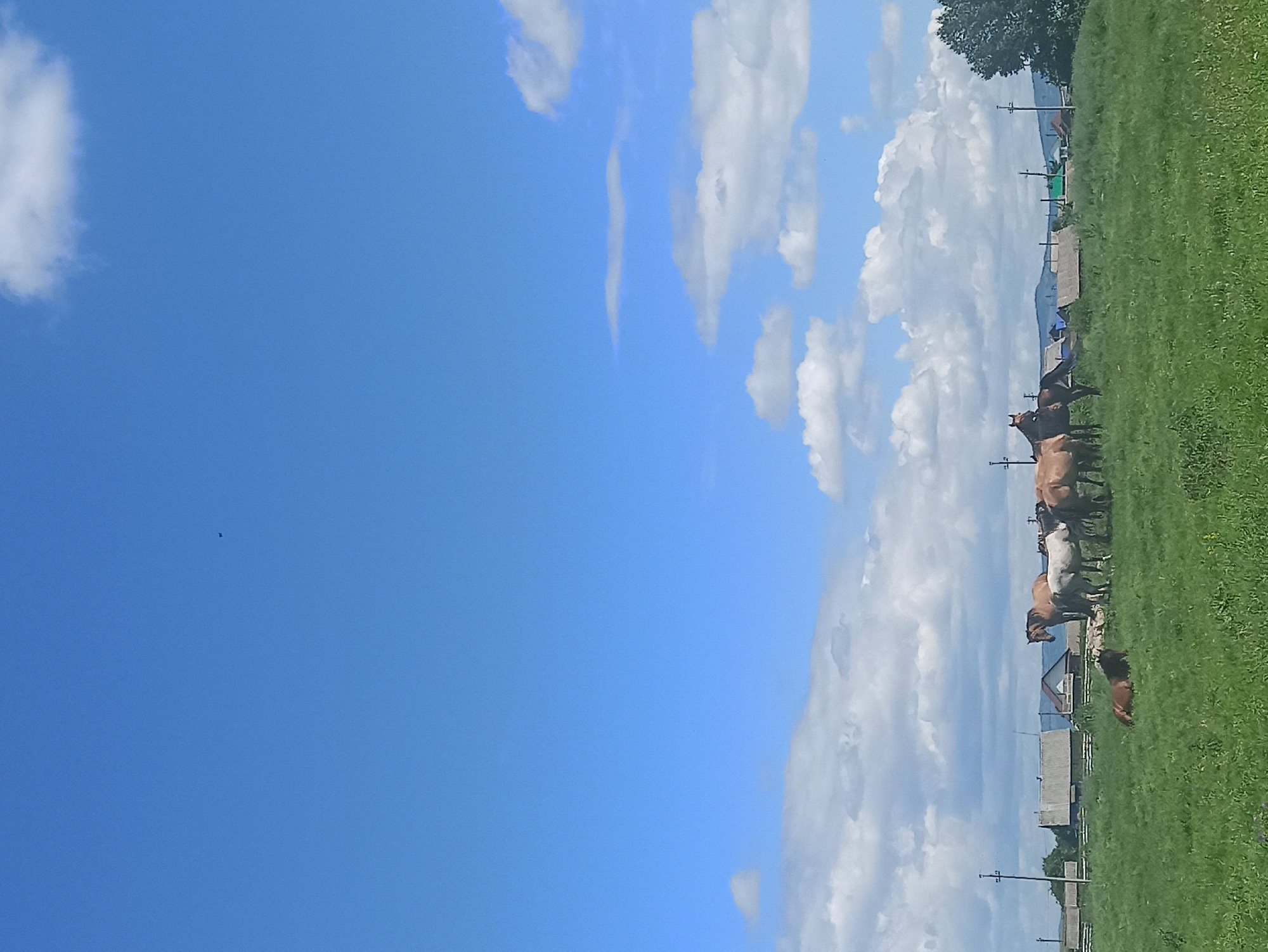 A wide shot captures a rural landscape under a bright blue sky dotted with white clouds. In the foreground, a lush green field stretches across the frame, with a cluster of horses grazing and resting. One horse lies down in the grass, while others stand in small groups. In the middle ground, a village with traditional wooden houses and fences is visible. Power poles with wires are scattered throughout the scene. In the background, rolling hills fade into the distance. The image appears to be taken in the village of Nigamatovo, Russia, a place known for its natural beauty and agricultural way of life.