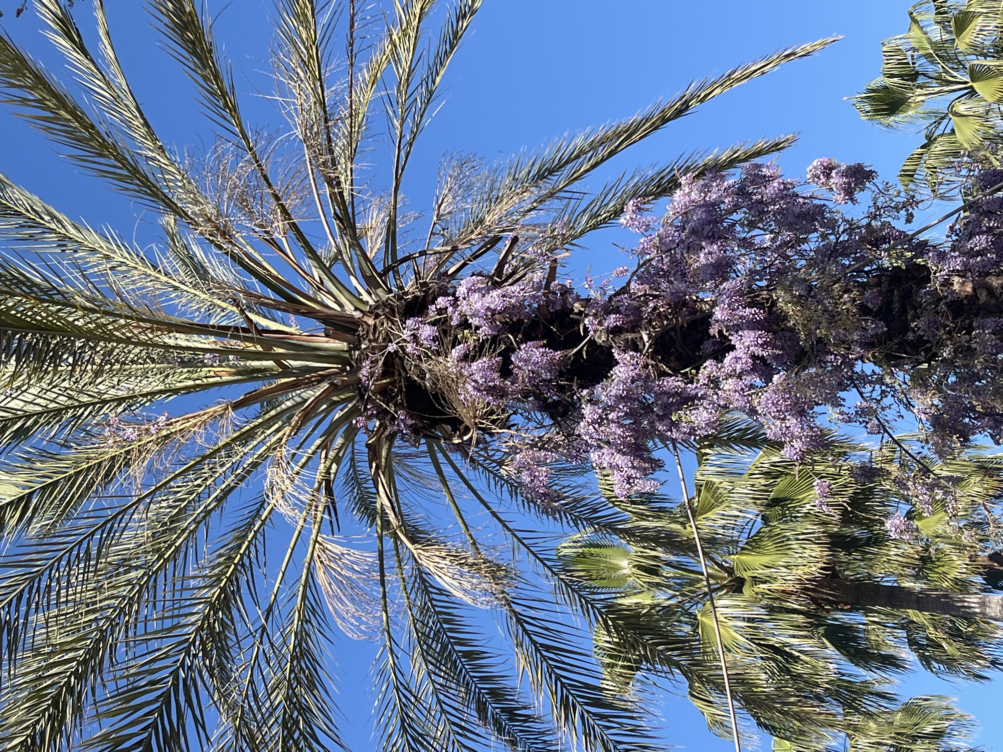 A low-angle shot captures two palm trees silhouetted against a cloudless blue sky. The palm tree on the left has long, feather-like fronds. On the right, there are clusters of purple flowers. The angle gives the impression that the viewer is looking up at the trees from below. The location is Alanya, Turkey.