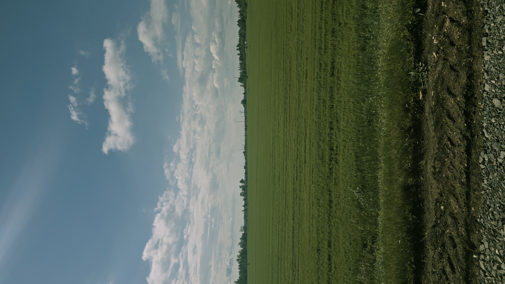 The image depicts a vast, flat green field of crops under a bright blue sky with scattered white clouds. The crops are arranged in neat, horizontal rows, creating a textured pattern across the landscape. A strip of taller, wilder grass and vegetation runs along the bottom edge of the field. Below this, a dirt track with visible tire marks leads into the foreground, interspersed with loose gravel. In the distance, a tree line borders the field, with scattered utility poles and distant structures visible on the horizon. The overall scene is an agricultural landscape bathed in sunlight, with no people or animals present. The location is identified as a field in the vicinity of Актюбинский, Russia.