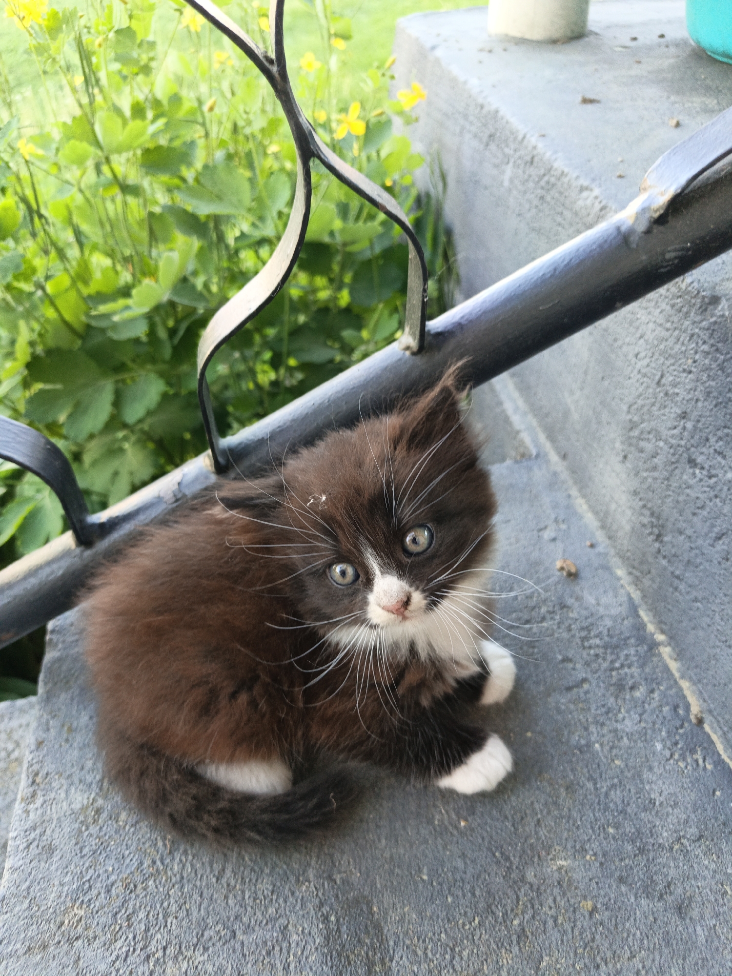 A small, fluffy kitten is sitting on a gray concrete step. The kitten is primarily dark brown with white markings on its face, chest, and paws. The kitten is looking up towards the viewer with wide, curious eyes. Behind the kitten, there is a black wrought-iron railing, and beyond that, green foliage with small yellow flowers can be seen. The location is in an outdoor environment in what could be the city of Лосева, Belarus.