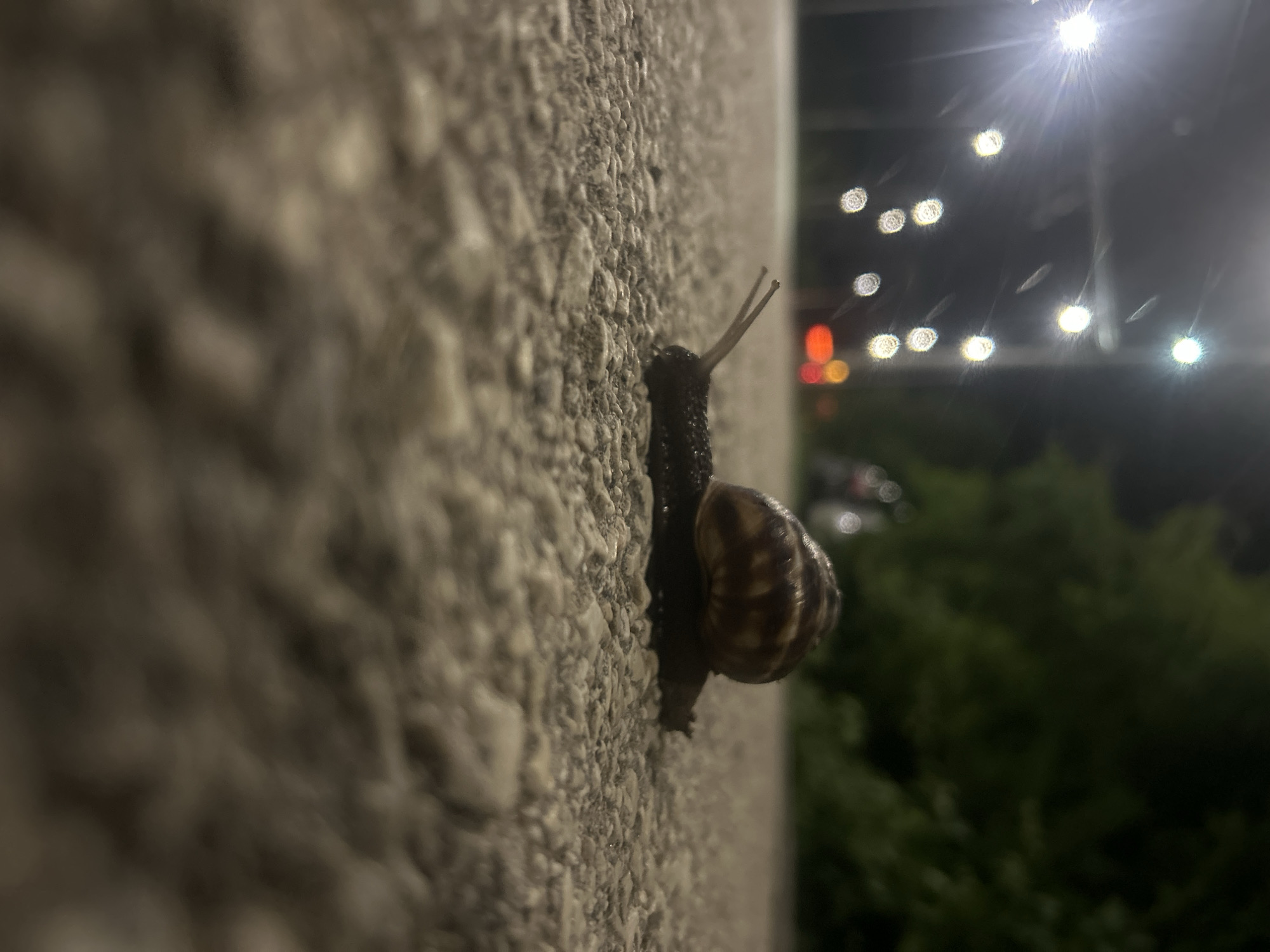 A close-up shot shows a snail crawling up a textured, light-colored wall. The snail is dark in color and has a brown-striped shell. Its two antennae are visible at the top of its head. The background is blurred, showing green bushes and street lights, indicating the scene is likely outdoors at night. The location information in the city of Pleven, Bulgaria is not discernible from the image alone.