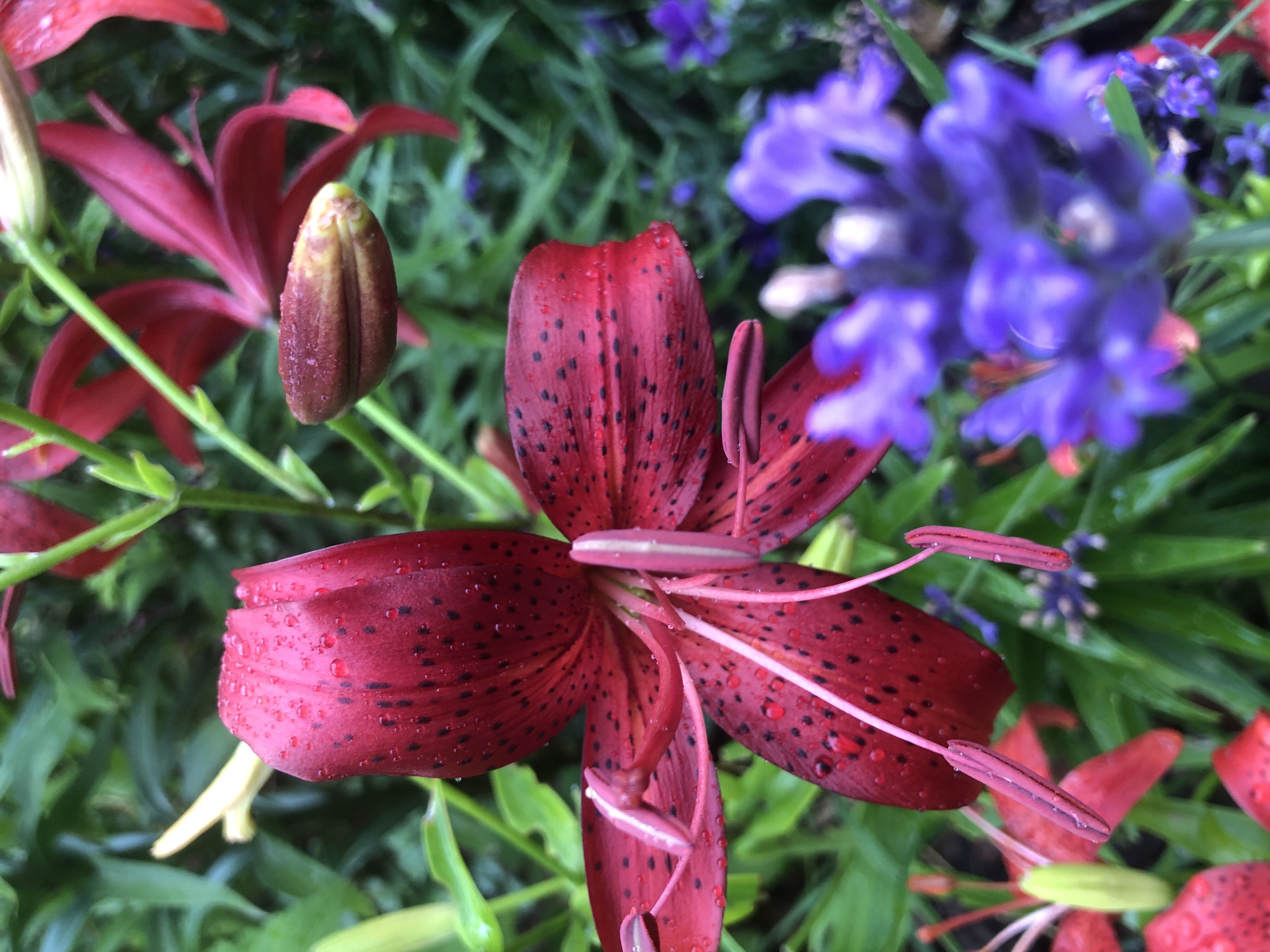 A close-up, slightly angled shot captures a vibrant red lily with black speckles, glistening with water droplets. The lily's petals are partially open, revealing delicate pink stamens. In the background, blurred purple flowers and green foliage create a soft bokeh effect. The scene appears to be a garden setting, possibly in Radomyshl, Ukraine, given the context provided. The image conveys a sense of natural beauty and freshness, likely after a rainfall.