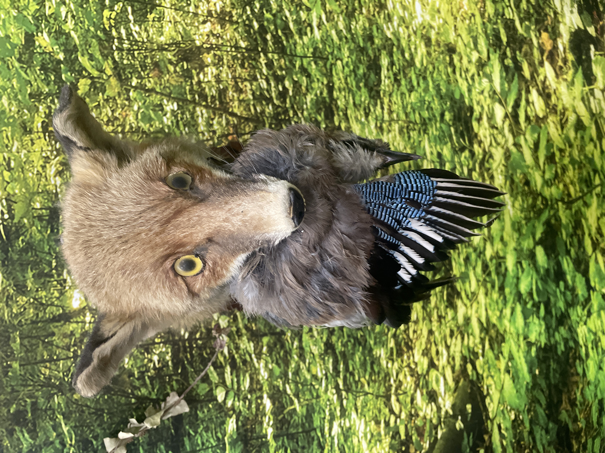 The image displays a taxidermied animal display featuring a fox or similar canid and a bird, set against an artificial green background.
The central subject is the head and upper body of a light brown and grey-furred canid, such as a fox or coyote. It has prominent, pointed ears, a defined snout, and striking yellow-irised glass eyes with dark pupils, characteristic of taxidermy. A few dark whiskers are visible around its snout.
Positioned closely to the canid's body, below its head, is a bird. Its distinctive blue, black, and white patterned wing feathers strongly suggest it is a blue jay. The bird's body is primarily grey-blue, and its head and beak are visible, indicating it is likely presented as a prey item.
The pose suggests a natural interaction, with the canid appearing to have captured the bird.
The background is an artificial backdrop featuring a dense pattern of vibrant green leaves, simulating a forest or woodland habitat. This indicates the scene is an indoor display, possibly in a museum or as part of a private collection.
The entire image is presented rotated 90 degrees clockwise from a typical upright orientation. No text is visible in the media file.
