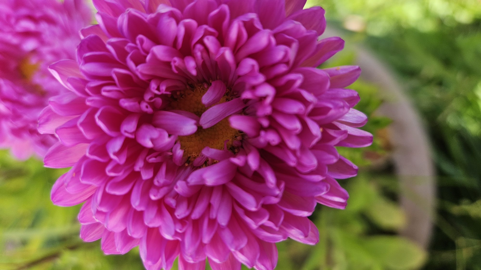 A close-up, vertical, full-frame photograph shows a vibrant pink aster flower in bloom. The flower's numerous delicate petals radiate outwards from a central yellow stamen. The background is a soft blur of green foliage, suggesting an outdoor setting. There are no people or discernable man-made structures visible in the image. The context of Kapūņi, Latvia, is not visually represented.