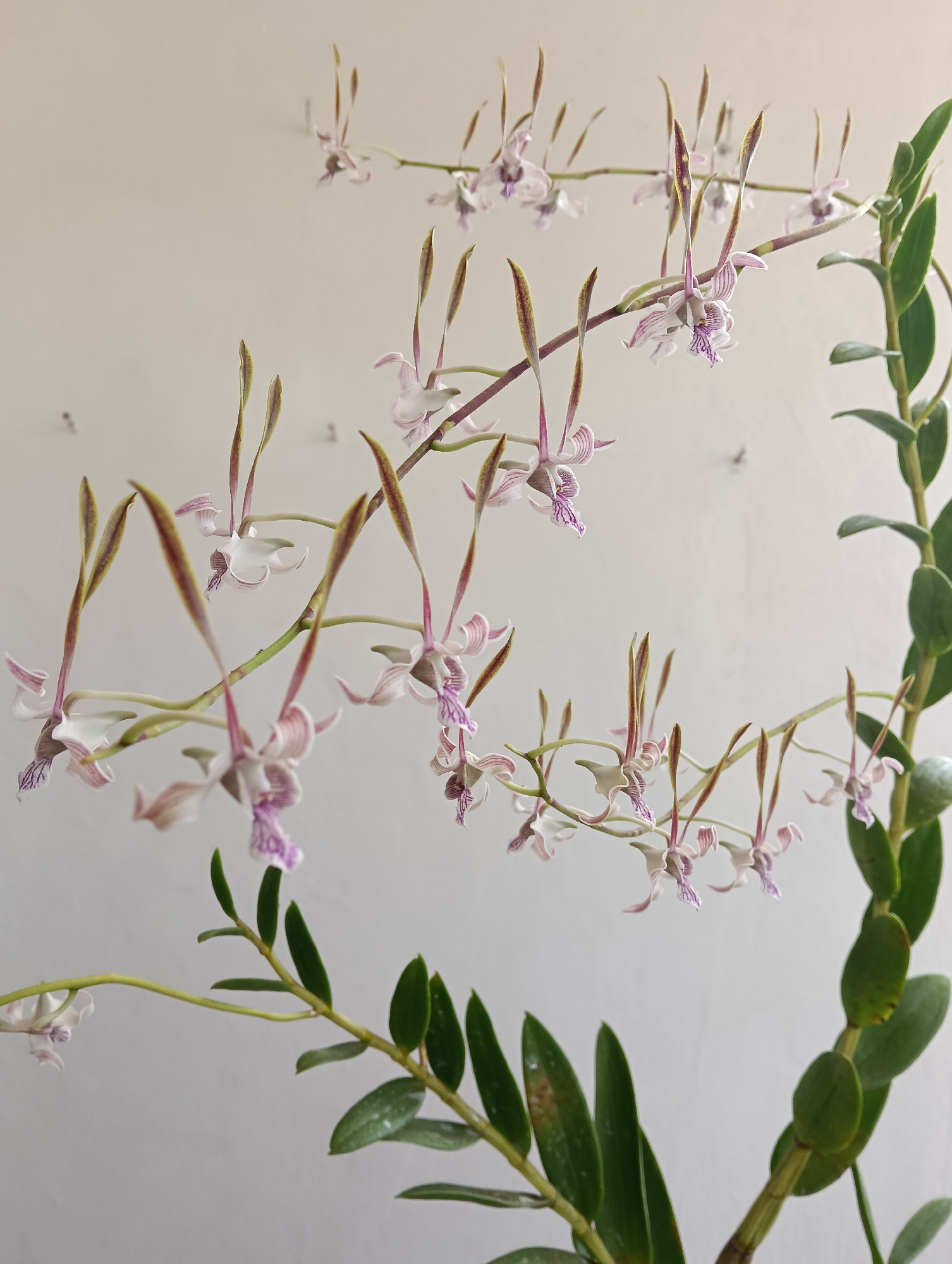 The image displays a close-up, eye-level shot of a blooming orchid plant with delicate, pale pink and white flowers that have purple veining. The flowers hang downwards from thin stems. The orchid has multiple stems with long, slender green leaves. The plant is set against a plain, light-colored wall with some subtle shadows. The overall lighting is soft and diffused. There is no indication of any specific location within the city of Banjarnegoro, Indonesia, or any people present. The scene focuses solely on the botanical subject.