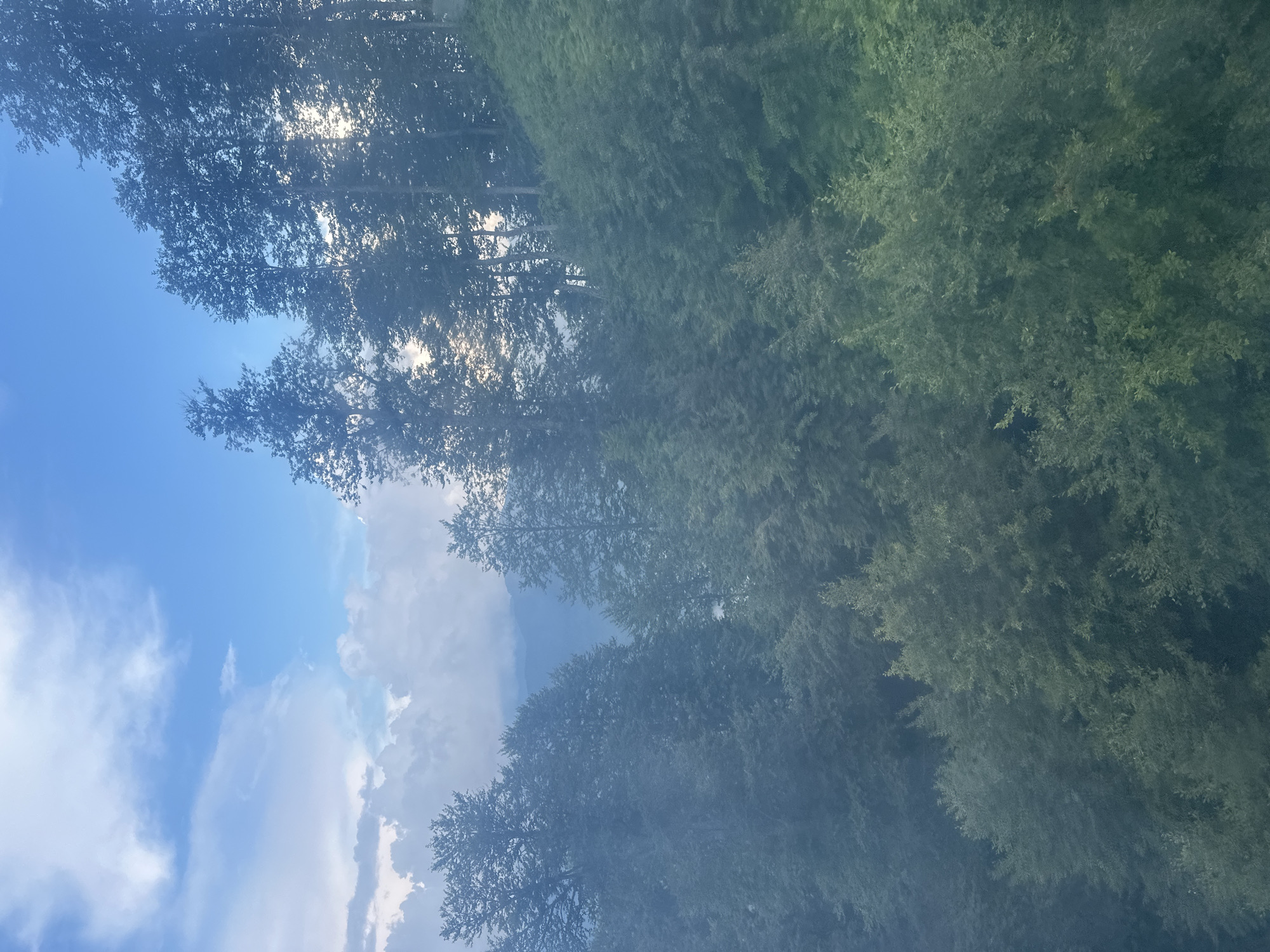 This image captures a view from an elevated perspective, likely a mountain or hillside, overlooking a dense forest. The sky above is a bright blue with scattered white clouds, some of which appear to be thick and cumulus, suggesting either a partly cloudy day or potentially approaching weather. The trees are predominantly deciduous with full green foliage, creating a lush, verdant carpet that extends as far as the eye can see.
The composition is dominated by the natural landscape, with no visible human activity or man-made structures within the frame. The lighting suggests it is daytime, with the sun likely behind the trees on the right side of the image, creating some dappled light and shadows. The overall atmosphere is one of natural beauty and tranquility. The location is identified as Estosadok, Russia, a resort town in the Krasnodar Krai region, known for its mountainous terrain and forests, which aligns with the visual evidence in the photograph.