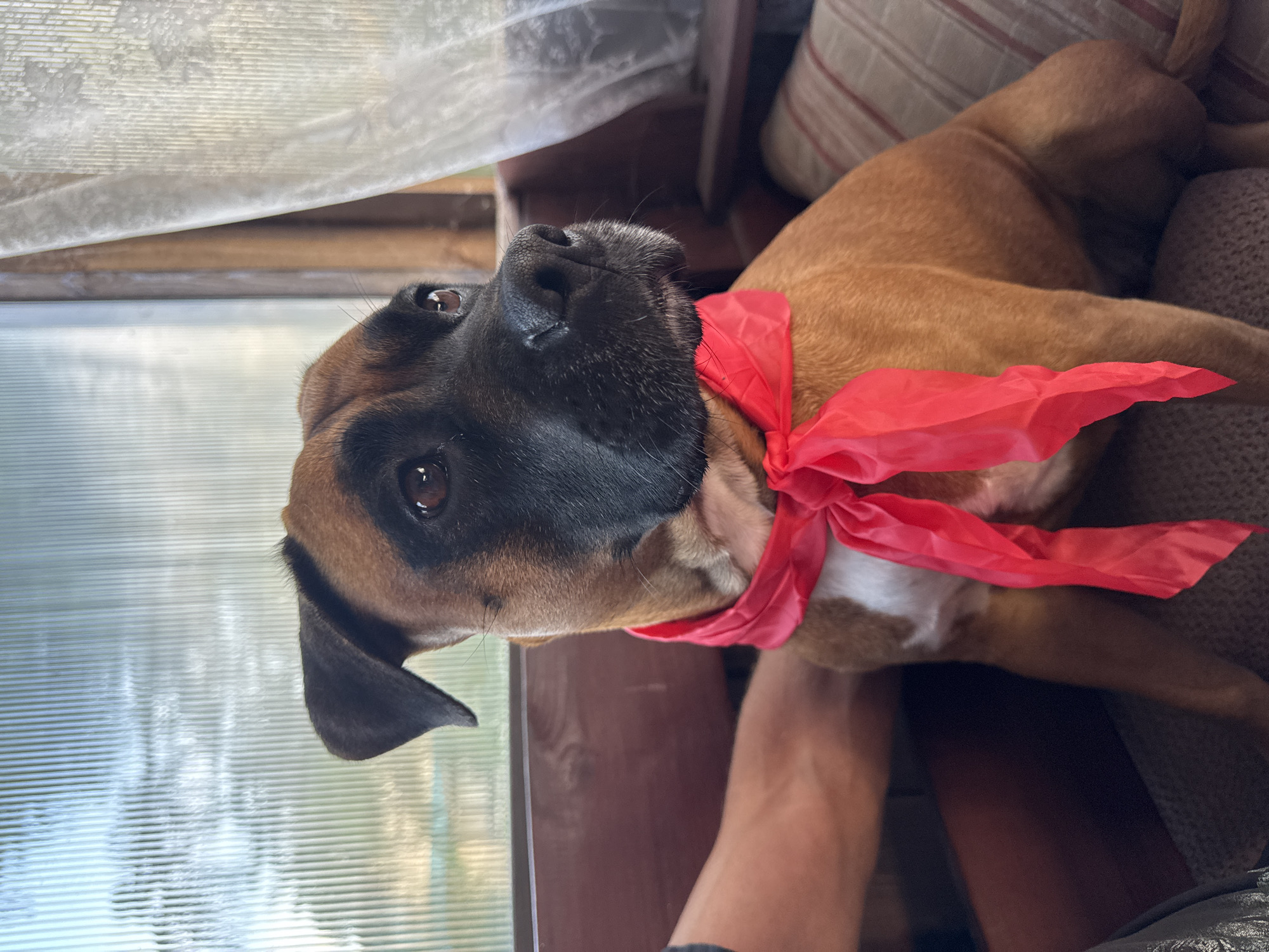 A medium shot captures a tan and black Boxer dog sitting indoors, adorned with a bright red scarf tied in a bow around its neck. The dog is positioned on a cushioned seat, with a wooden armrest visible to the left. Behind the dog, a ribbed glass window with a thin, white curtain to the right allows diffused natural light to illuminate the scene. The environment suggests an interior setting, possibly a rustic cabin or a room with older furnishings, located in the city of Chaikovsky, Russia.