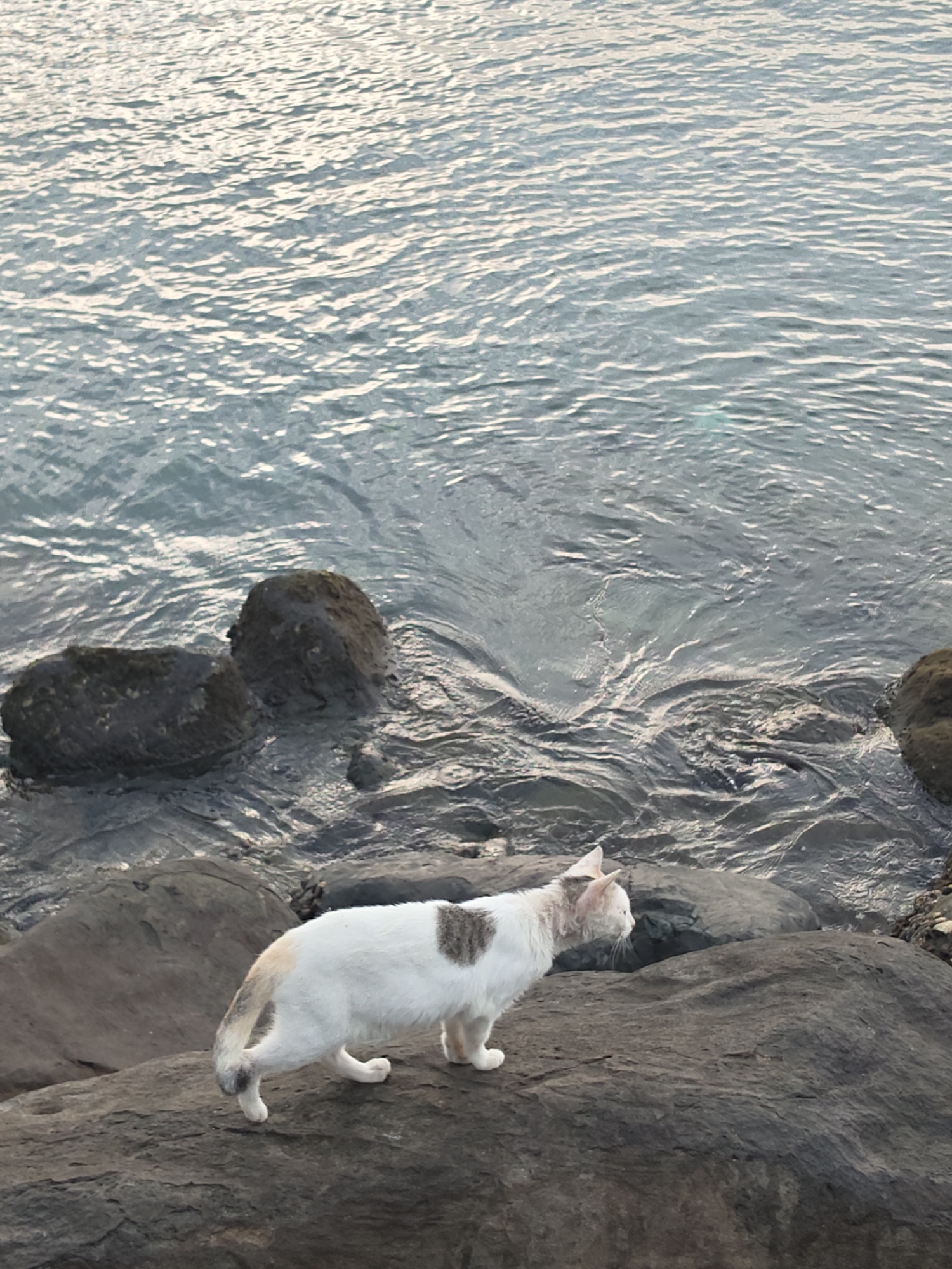 A domestic cat with white fur and brown patches stands on dark, rocky terrain near the ocean. The cat is facing to the right, looking towards the water. The water's surface is rippled and reflects the light. In the background, there are several large, dark rocks partially submerged in the water. The scene appears to be a coastal area.