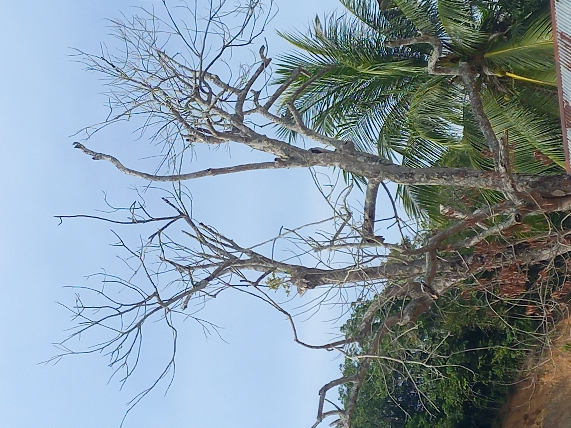 The image captures a natural scene in Puloblang, Indonesia, with the frame appearing to be rotated 90 degrees clockwise, making the ground and denser foliage appear on the right and the sky on the left. A large, mature tree with a thick, gnarled trunk and numerous bare, intricate branches dominates the left and central parts of the frame, stretching from the lower center towards the upper left. A few small clusters of light green leaves are visible on some of its branches, suggesting either seasonal growth or a tree in transition.
To the upper right, a lush palm tree stands, its vibrant green fronds fanning out. Several yellow-green objects, likely coconuts or young fruit clusters, are nestled among its fronds. Dense green foliage, possibly bushes or other trees, fills the lower right section of the image, appearing as undergrowth beneath the main bare tree. A segment of a reddish-brown, corrugated metal structure, possibly a roof or wall, is partially visible along the far right edge of the frame.
The background is a clear, light blue sky, indicating bright daylight and fair weather. The juxtaposition of the stark, bare branches with the verdant palm and undergrowth points to a tropical or subtropical environment. No people, animals, or specific activities are depicted. There is no visible text.