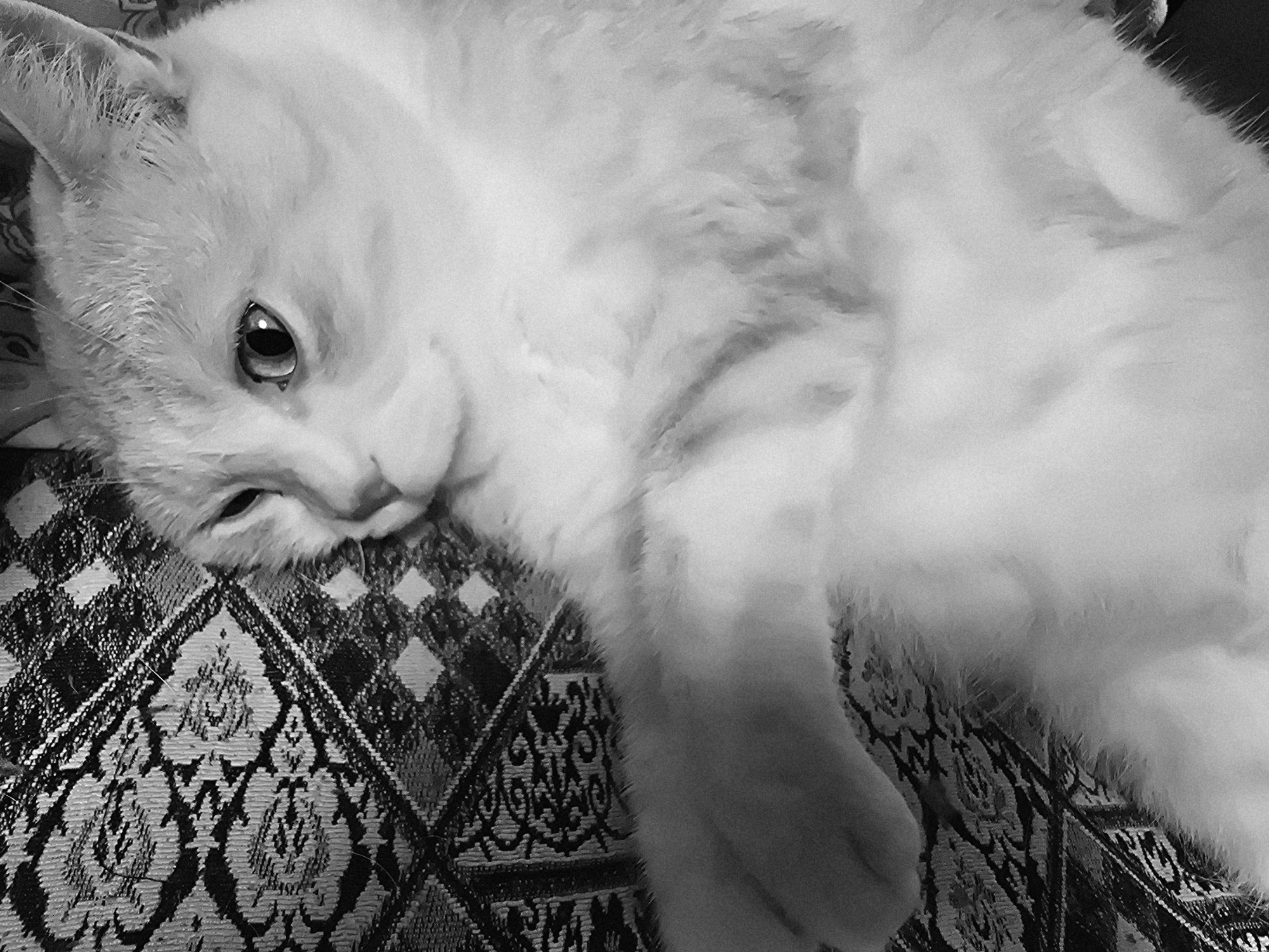 A black and white, close-up, eye-level, indoor photograph shows a light-colored cat reclining on a patterned fabric. The cat is facing the viewer, its body mostly obscured by its own fur. Its head is tilted, and its left eye is open and looking at the camera. The cat's fur appears soft and fluffy. The fabric beneath the cat has a dark and light patterned design, featuring geometric shapes and floral motifs. The lighting is soft, and the background is out of focus, drawing attention to the cat and the fabric.
