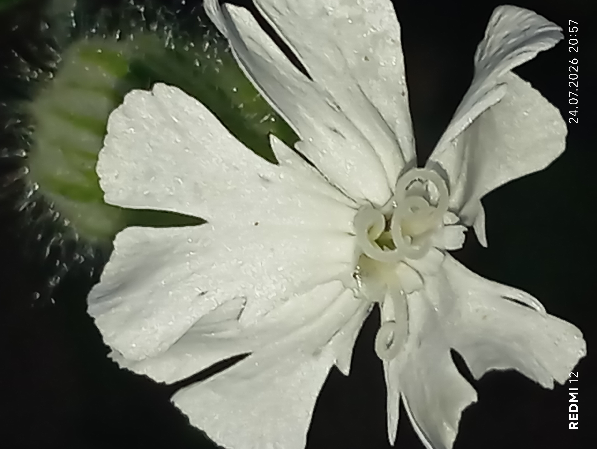 A close-up, low-angle shot of a white flower, possibly a Silene dioica, is captured against a dark background. The flower's petals are delicate and appear slightly wet, with small water droplets visible. The center of the flower reveals several small, pale yellow or white structures, possibly stamens or pistils, some of which are coiled. The overall lighting is dim, highlighting the texture and details of the flower. In the bottom left corner, the text "REDMI 12" is visible, and in the bottom right corner, the date "24.07.2026" and time "20:57" are present. The scene is devoid of any identifiable human presence or specific urban landmarks. Given the information available, it is not possible to determine the precise location within the city of Smila, Ukraine.