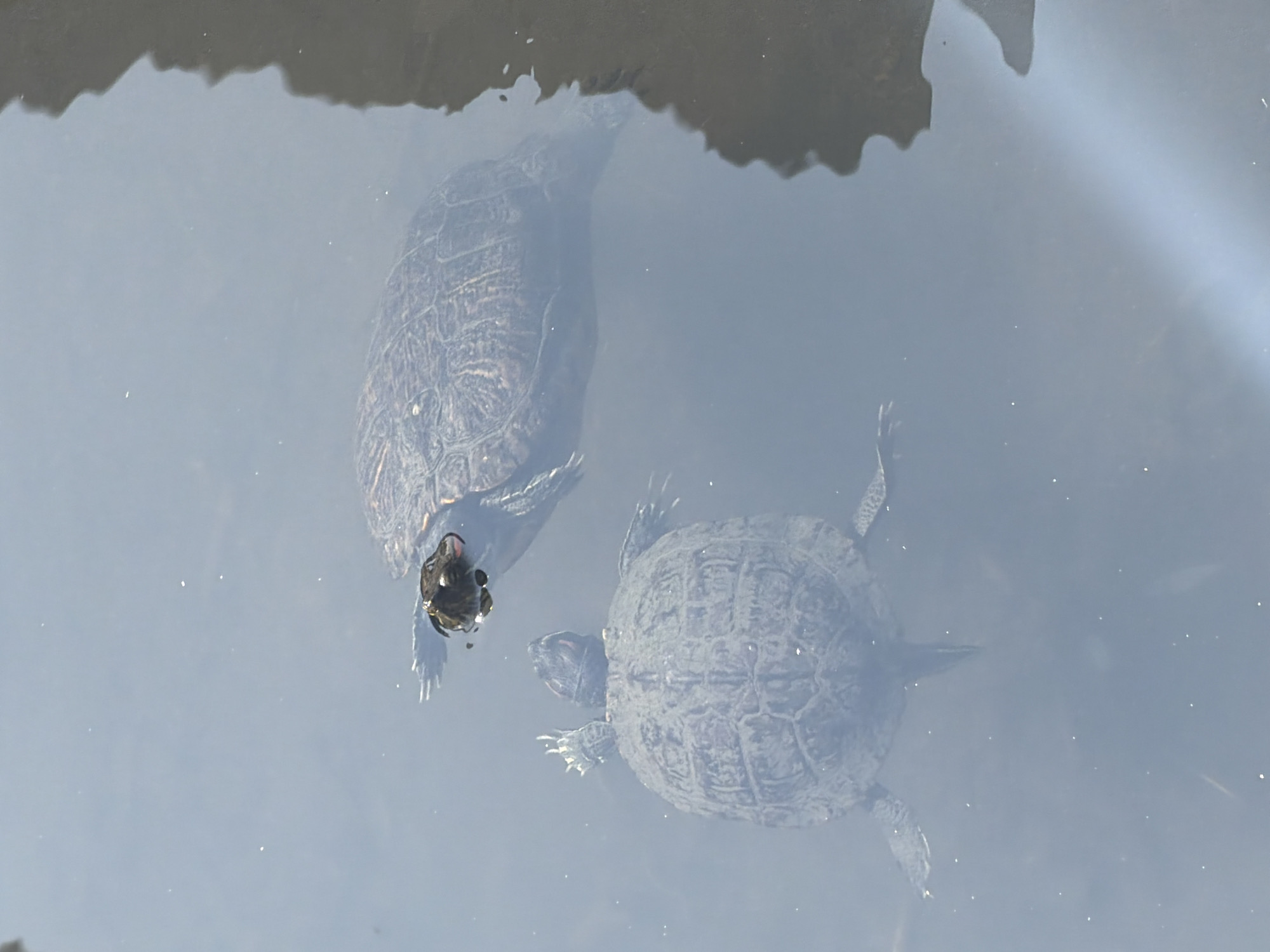 Two turtles are swimming in murky water, with a dark shoreline visible on the right. The larger turtle is in the upper right quadrant of the image, with its shell partially submerged. The smaller turtle is in the lower left quadrant, facing upwards with its head and front legs visible above the water. One of the turtles appears to be eating something floating on the surface. The image is undated and its location in New York City is not specified.