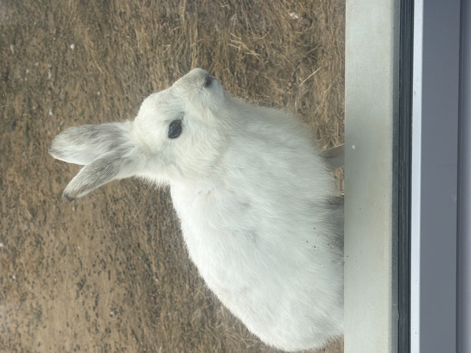 A white rabbit with black eyes is seen in the photograph. It is looking up towards a window or glass door, with the edge of the frame visible on the right side of the image. The background shows dry grass and earth. The location of the image is Perm, Russia.