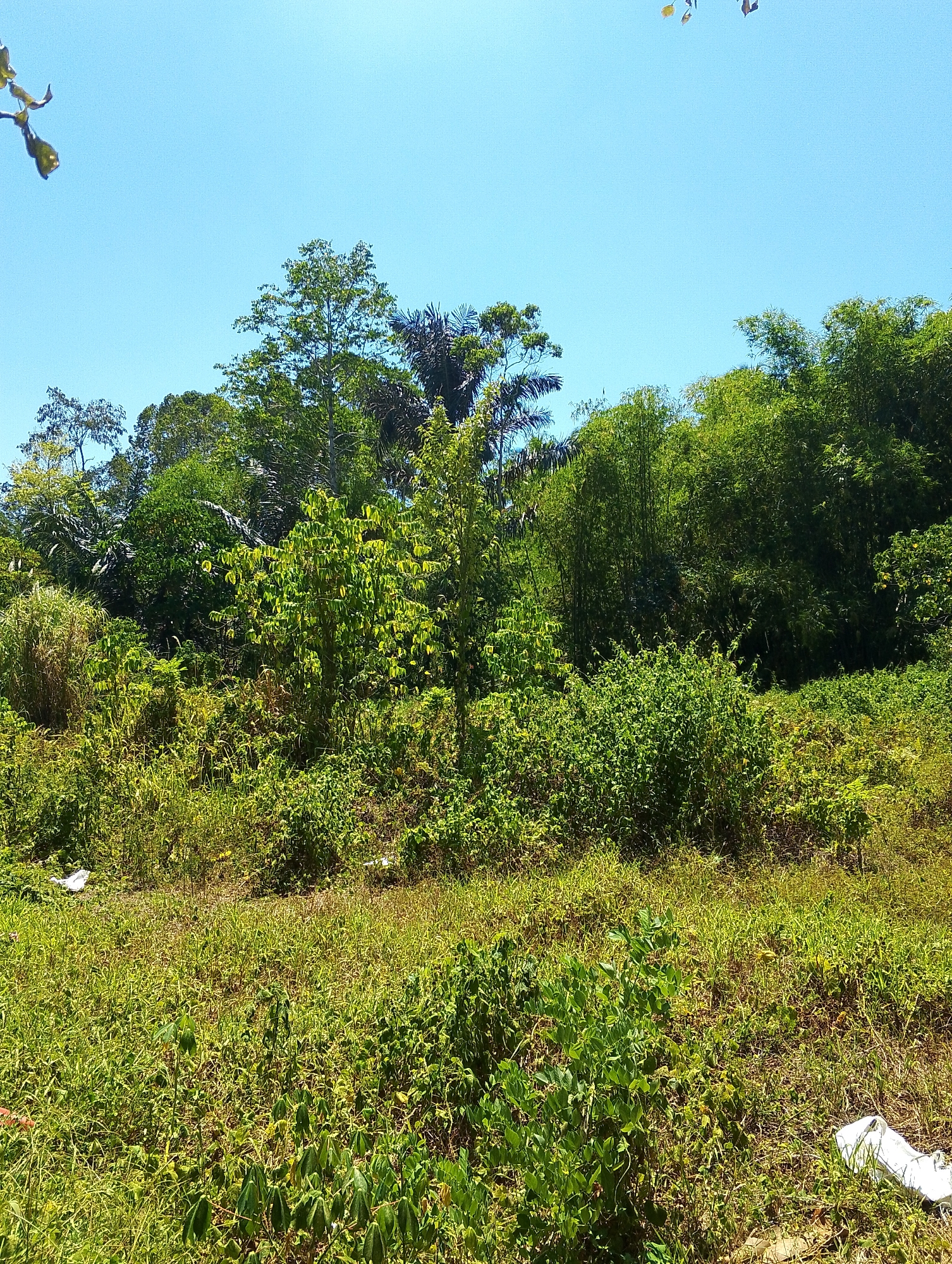 This is a landscape photograph taken on a clear, sunny day. The image depicts a dense, green jungle or forest area with various types of trees and vegetation. In the foreground, there is a field of tall, dry grass with some patches of green plants. Scattered throughout the field are a few pieces of white trash, one of which is a crumpled plastic bag. The background is dominated by a lush, green canopy of trees, including palm trees and bamboo. The sky is a clear, bright blue. The scene appears to be in a rural or undeveloped area, possibly on the outskirts of a city. Given the context, this scene could be located in Tomohon, Indonesia, a city known for its natural beauty and mountainous terrain.