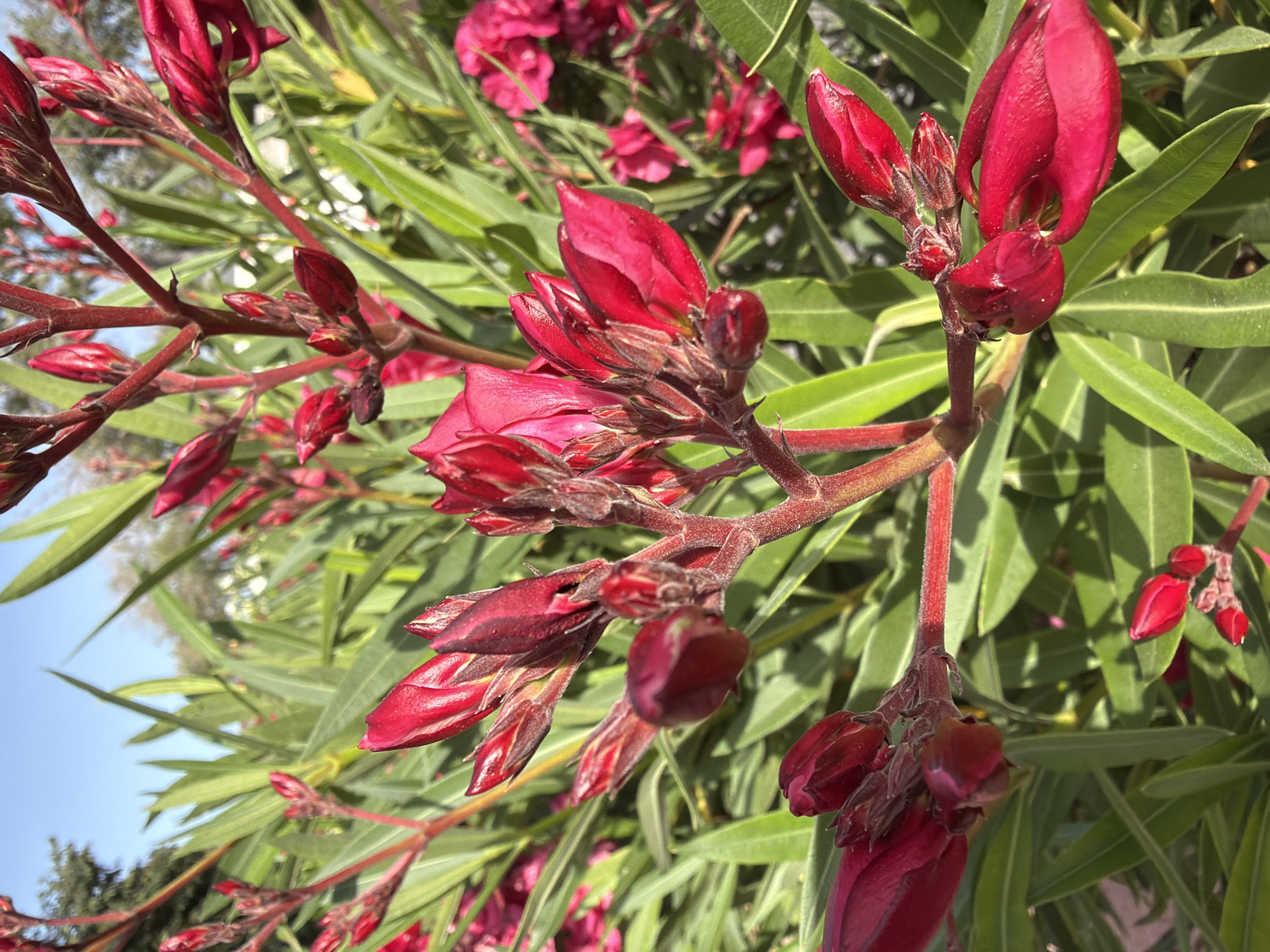 The image is a close-up, eye-level shot of a cluster of vibrant red oleander flowers and buds, interspersed with lush green foliage. The flowers are the dominant subject, with their rich, velvety texture and deep crimson hue. Some are fully open, revealing delicate petals, while others are still in bud, their pointed tips tightly furled. The stems are a striking reddish-brown, and the elongated, lance-shaped leaves are a healthy, deep green. The background is a soft blur of more foliage and a pale blue sky, suggesting an outdoor setting. The lighting indicates it is daytime, with sunlight casting subtle shadows and highlighting the textures of the petals and leaves. The scene is static, with no visible people or animals, and focuses solely on the natural beauty of the flowering plant. The image is taken in the city of Palmanova, Spain.
