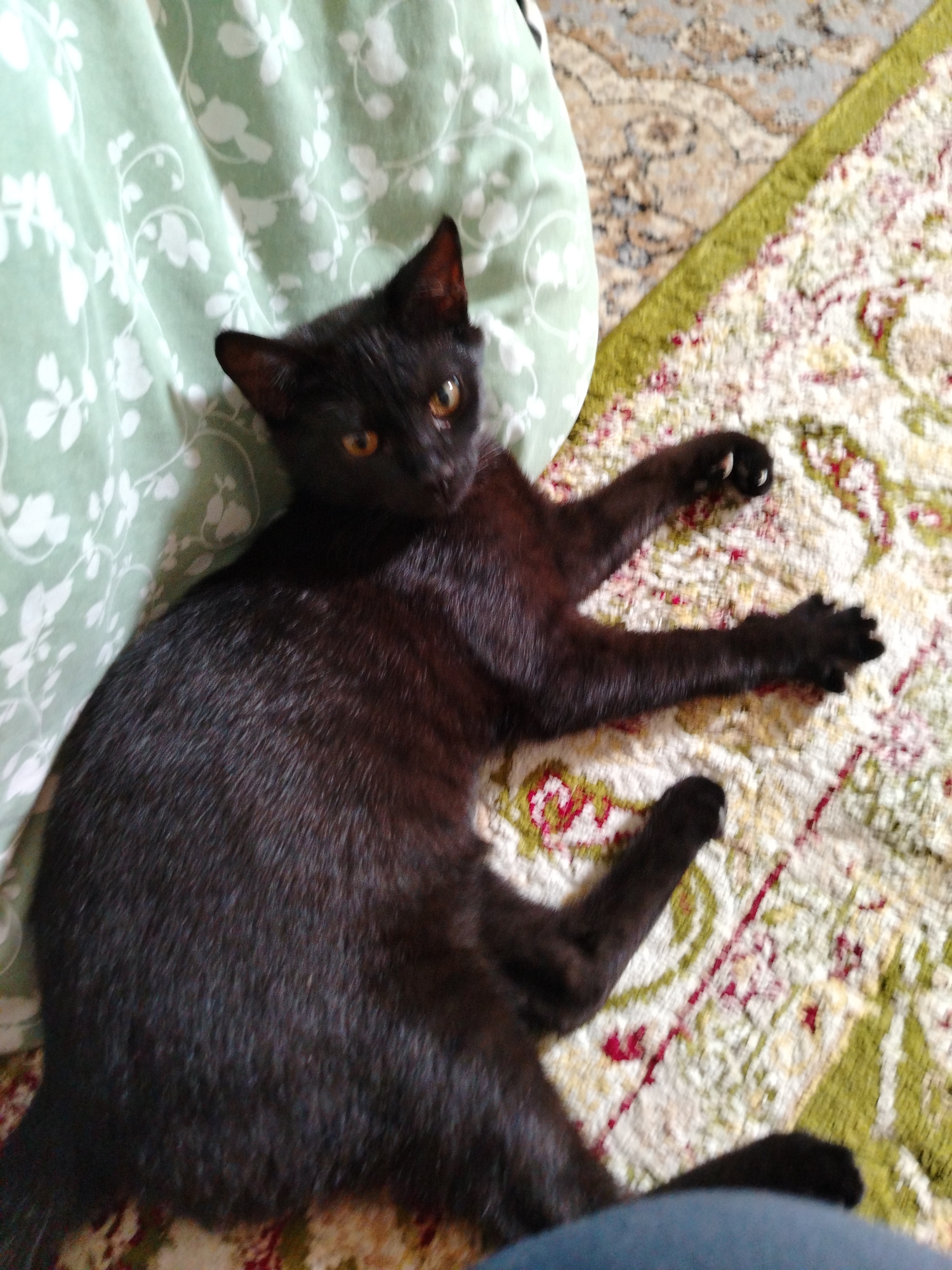 A black cat lies on its side on a patterned rug, with a green floral-patterned fabric visible behind it. The cat is facing the viewer, with its head turned slightly. It has amber eyes and its paws are outstretched, displaying its claws. The rug has a beige background with a pattern of red, green, and brown elements. The location is not discernible, so Al Mas'oudi, United Arab Emirates cannot be confirmed.