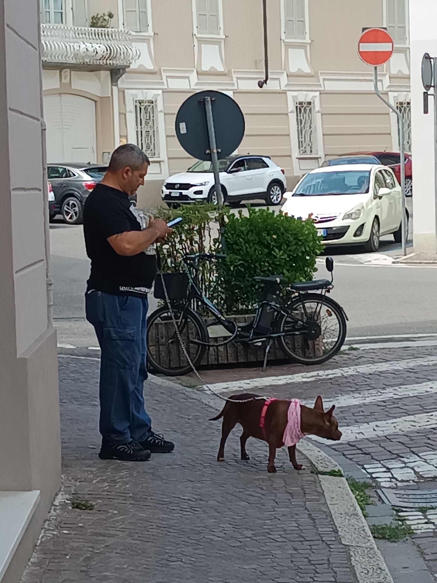 A man, of medium build with graying hair, wearing a black t-shirt and blue cargo pants, is standing on a cobblestone street in Casalmaggiore, Italy, looking at his mobile phone. He is holding a leash attached to a small, brown dog wearing a pink bandana. The dog is standing on a pedestrian crossing. Behind the man, a black bicycle is parked next to a dense green bush. Several cars are visible on the street, including a white Opel Corsa and a white Volkswagen T-Roc. A round, red and white traffic sign is mounted on a pole in the background. The architecture suggests a European city setting, with buildings featuring ornate balconies and windows.