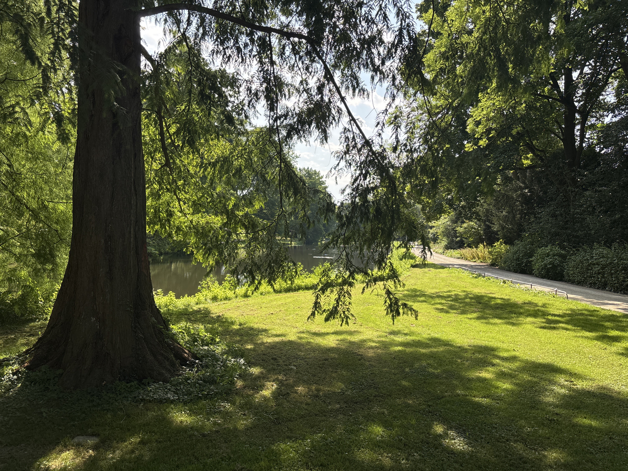 A sun-drenched park scene is captured in Celle, Germany, likely during summer. The foreground is dominated by the massive, textured trunk of a large tree on the left, its base spreading wide and covered in low-lying green foliage. Sunlight filters through the dense canopy of this tree and others, casting dappled shadows across a vibrant green lawn. Beyond the lawn, a tranquil body of water, possibly a pond or small lake, is visible, bordered by lush vegetation. To the right, a paved pathway, a gentle curve leading into the distance, runs alongside the water's edge, separated by a low, metallic railing. The pathway is bordered by a thick line of trees and shrubs. The sky above is a clear blue with scattered white clouds, indicating fair weather. The overall impression is one of serene, natural beauty within an urban park setting.