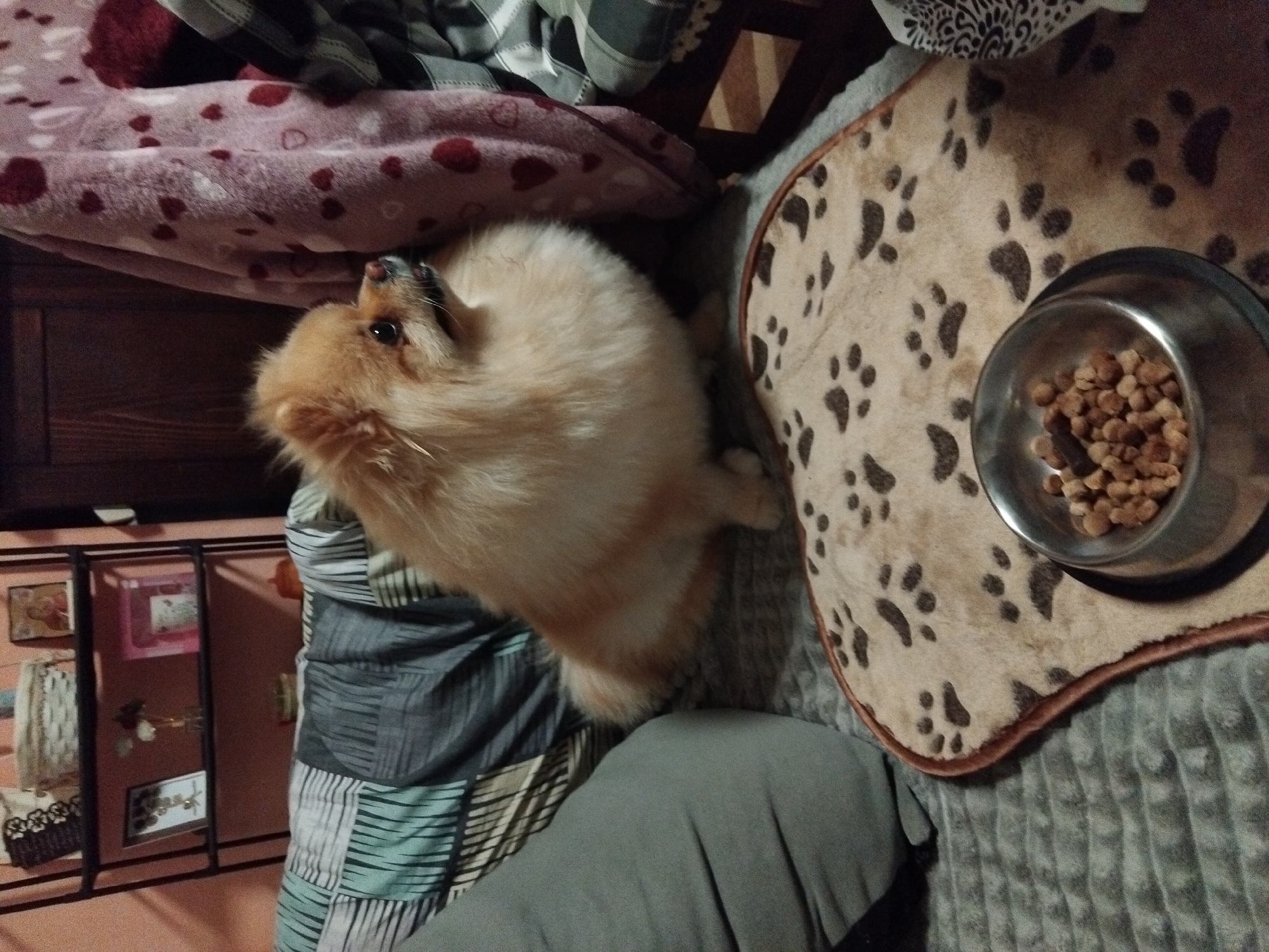 A fluffy Pomeranian dog sits on a patterned mat with paw prints, looking to the right. In front of the dog is a silver bowl filled with kibble. The dog is on a textured gray blanket, with a large gray pillow to its left. Behind the dog, there is a pink blanket with red heart patterns draped over furniture. To the far left, a metal shelf unit displays various items, including baskets, framed pictures, and decorative objects. The scene appears to be indoors, possibly in a home in Apriltsi, Bulgaria.