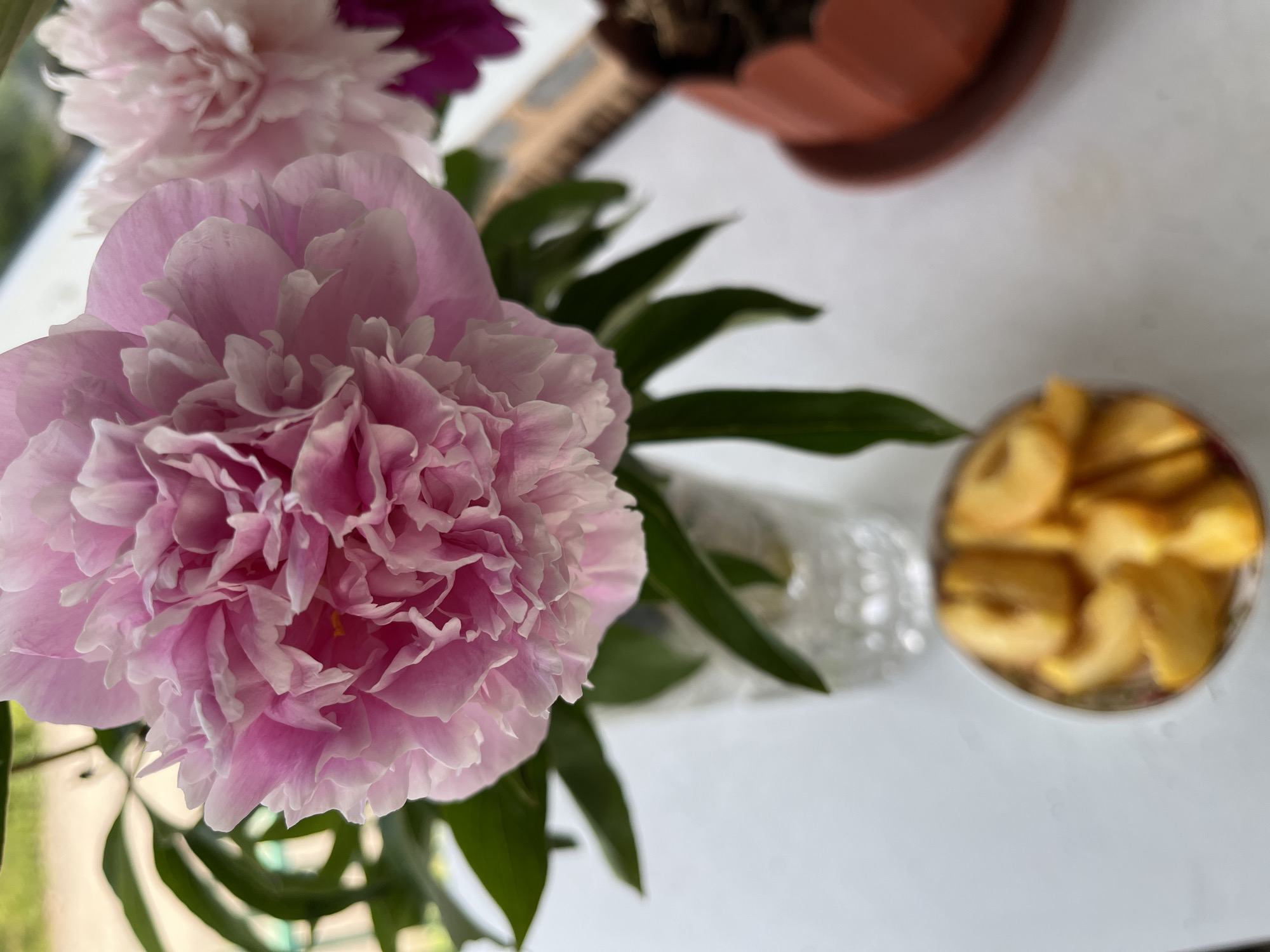 A close-up, shallow depth-of-field shot showcases a large, ruffled pink peony in bloom, its petals delicately unfurling. To the right, a second, lighter pink peony is partially visible. Green leaves surround the flowers. In the foreground, a small, silver bowl contains several slices of what appears to be yellow fruit, possibly peaches or apricots. The scene is set against a blurred background of greenery and a light-colored surface, suggesting an outdoor or indoor setting near a window. A terracotta pot with soil and a dark object wrapped in twine is visible on the right side of the frame. The image's focus is on the floral arrangement and the fruit.