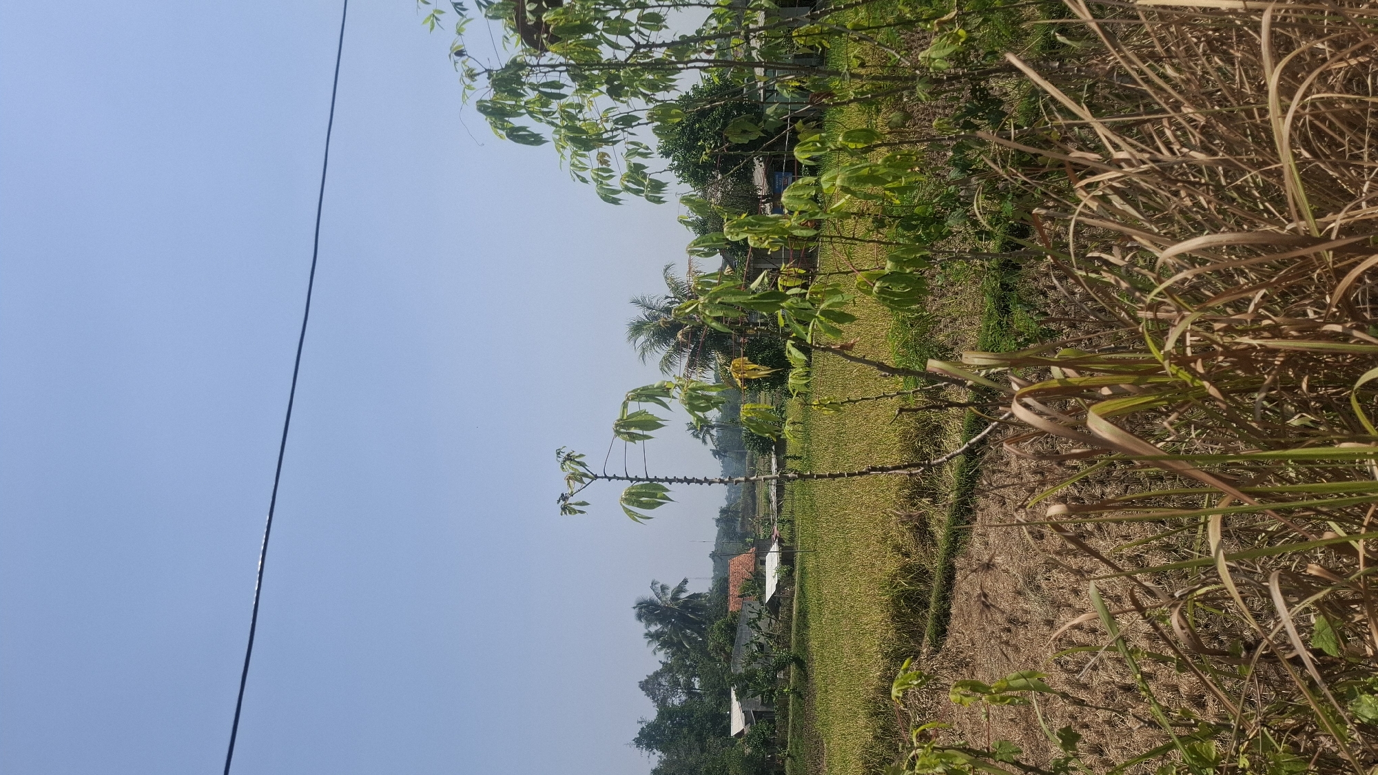 The image depicts a rural landscape in Cianjur, Indonesia, under a clear blue sky. In the foreground, dry, tall grass and other vegetation obscure the view of a harvested rice field. The field itself is golden brown, indicating it's been recently harvested, with some sparse green growth visible. Beyond the field, several houses with red-tiled roofs and white walls are scattered among lush green trees, including palm trees. Two thin, tall plants with large, palmate leaves, possibly cassava plants, are prominent in the mid-ground. A dark wire stretches across the upper portion of the frame, suggesting the presence of electricity or communication lines. The overall scene conveys a peaceful, agrarian environment.