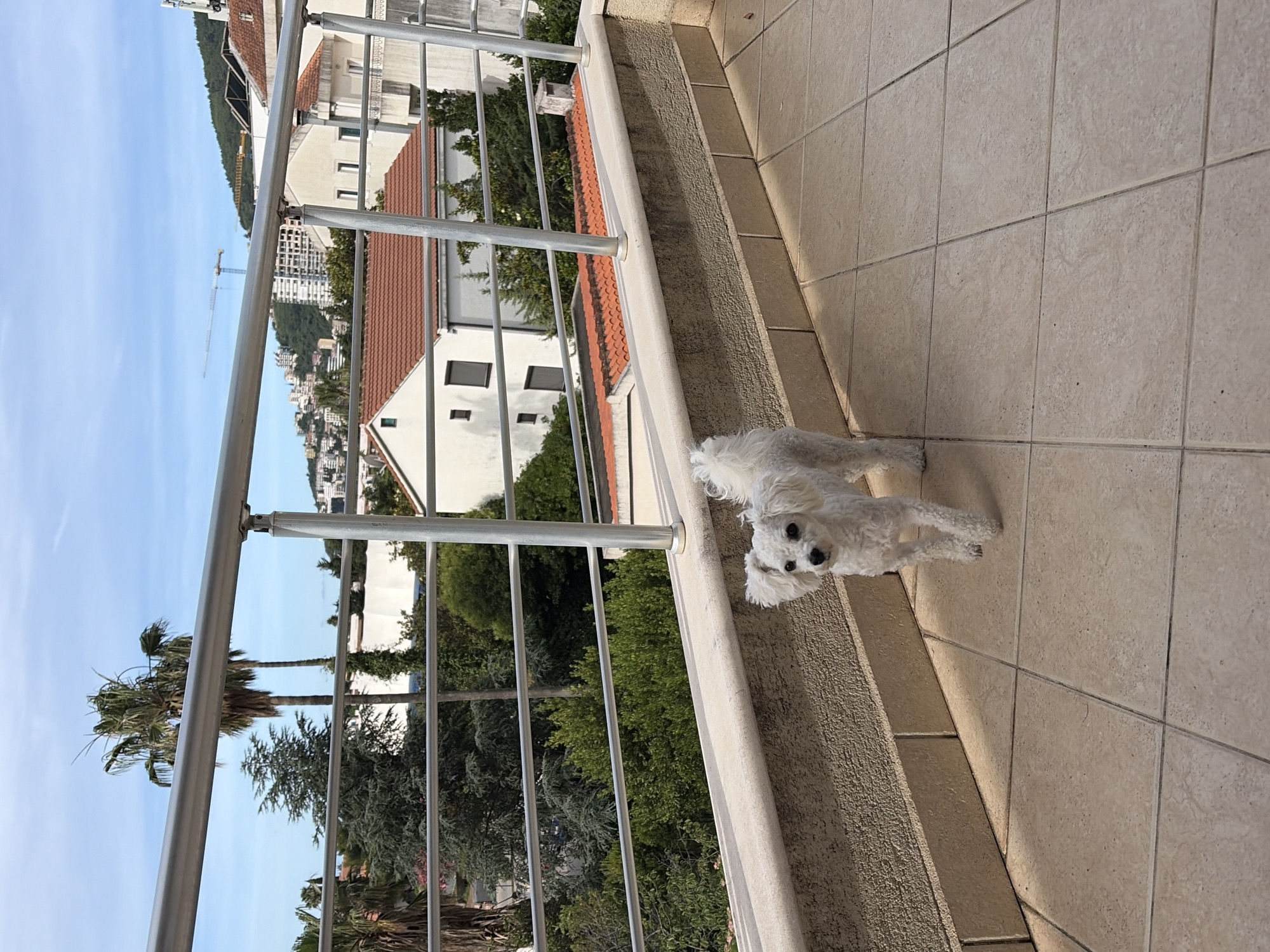 A small, fluffy white dog, possibly a Maltese, stands on the right side of a sunlit balcony, looking directly at the camera with a slight head tilt. The balcony floor is covered in light beige/tan square tiles, and a concrete curb separates the floor from a silver metal railing composed of horizontal bars and vertical supports on the left side of the frame.
Beyond the railing, a vibrant townscape unfolds under a clear, bright blue sky. In the immediate vicinity below the balcony, various green trees and prominent palm trees are visible. Further into the middle ground, numerous residential buildings with distinctive terracotta-tiled roofs and light-colored facades are scattered across undulating hillsides. A tall, yellow construction crane is visible in the distance, signifying ongoing development within the urban area. The furthest background shows more distant hills under the bright sky.
The scene is bathed in clear, bright daylight, suggesting a sunny day, likely late morning or early afternoon. The overall setting is characteristic of a coastal or hillside town in the Mediterranean or Adriatic region, aligning with the provided location context of Budva, Montenegro. There is no visible text in the image.